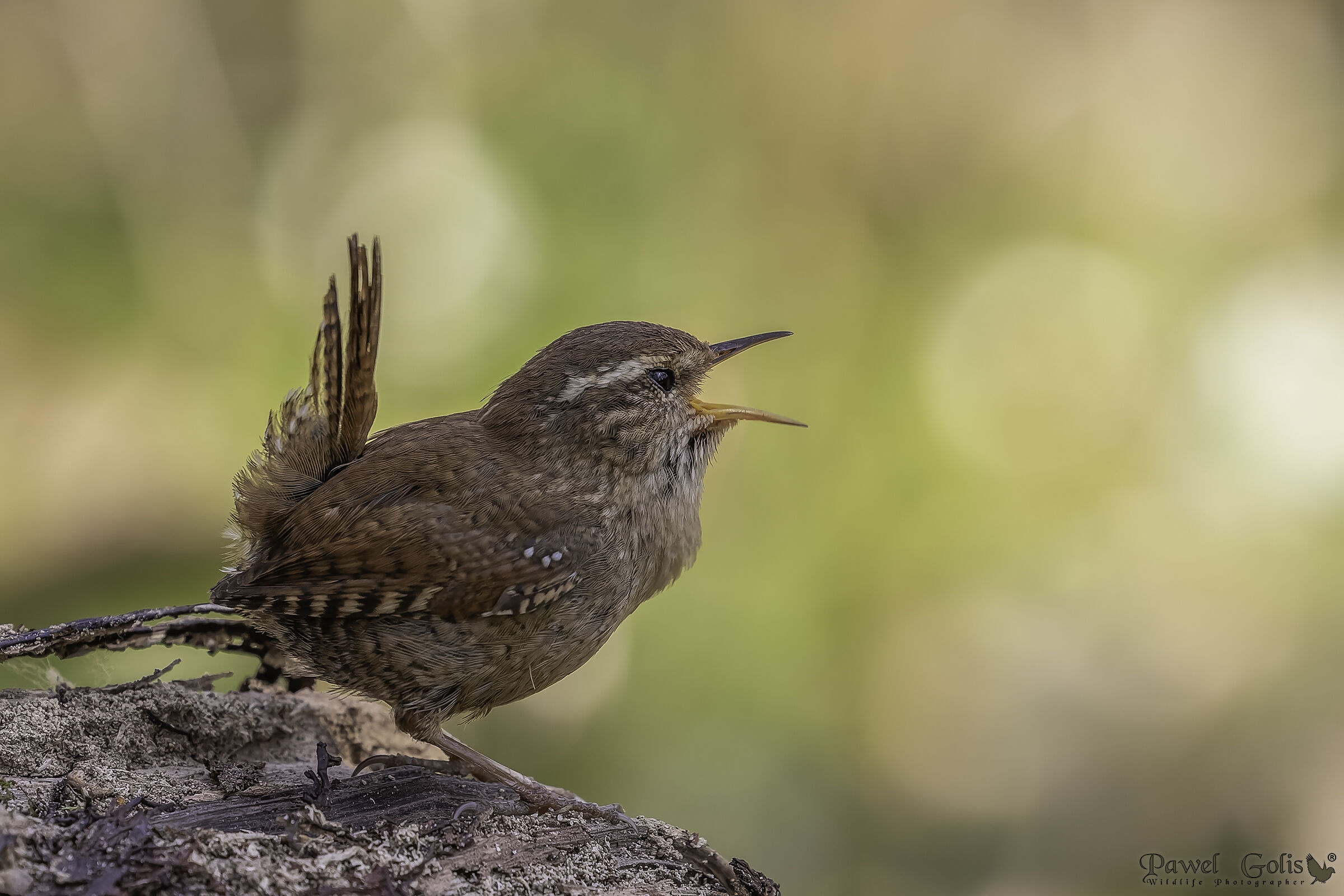 Scricciolo eurasiatico ( Troglodytes troglodytes)