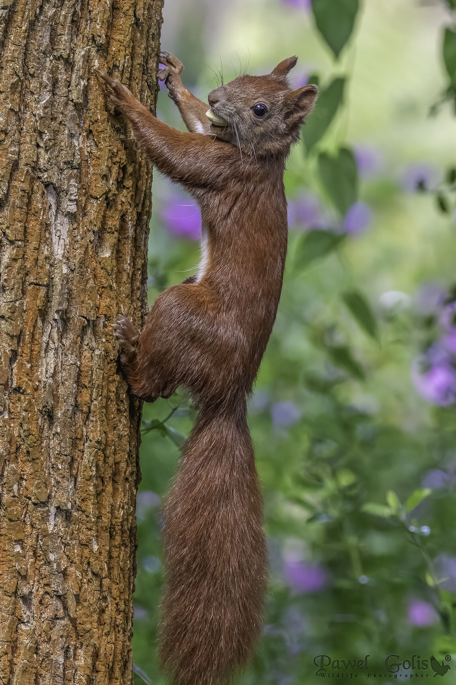Scoiattolo rosso eurasiatico (Sciurus vulgaris)