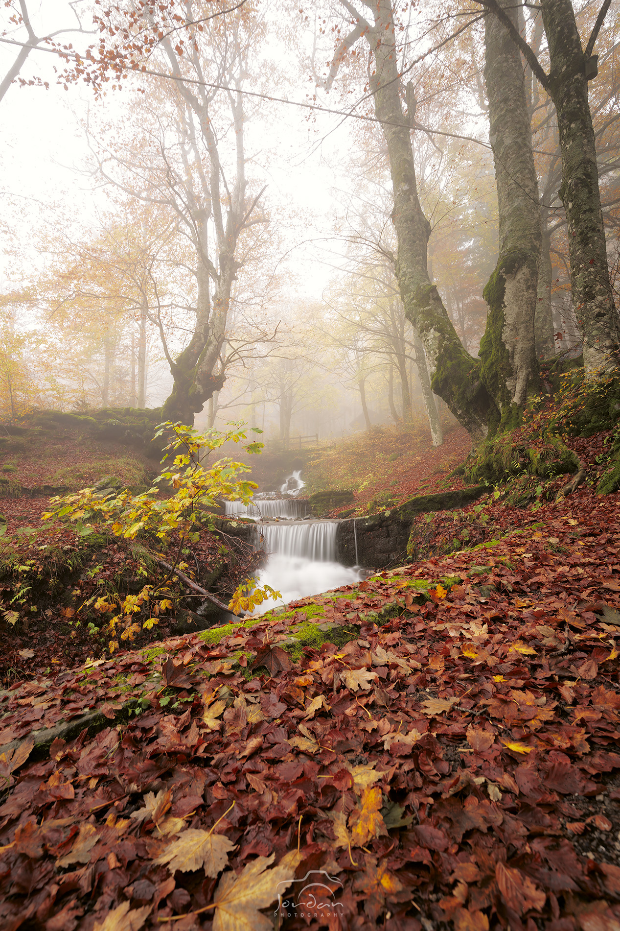 The enchanted forest