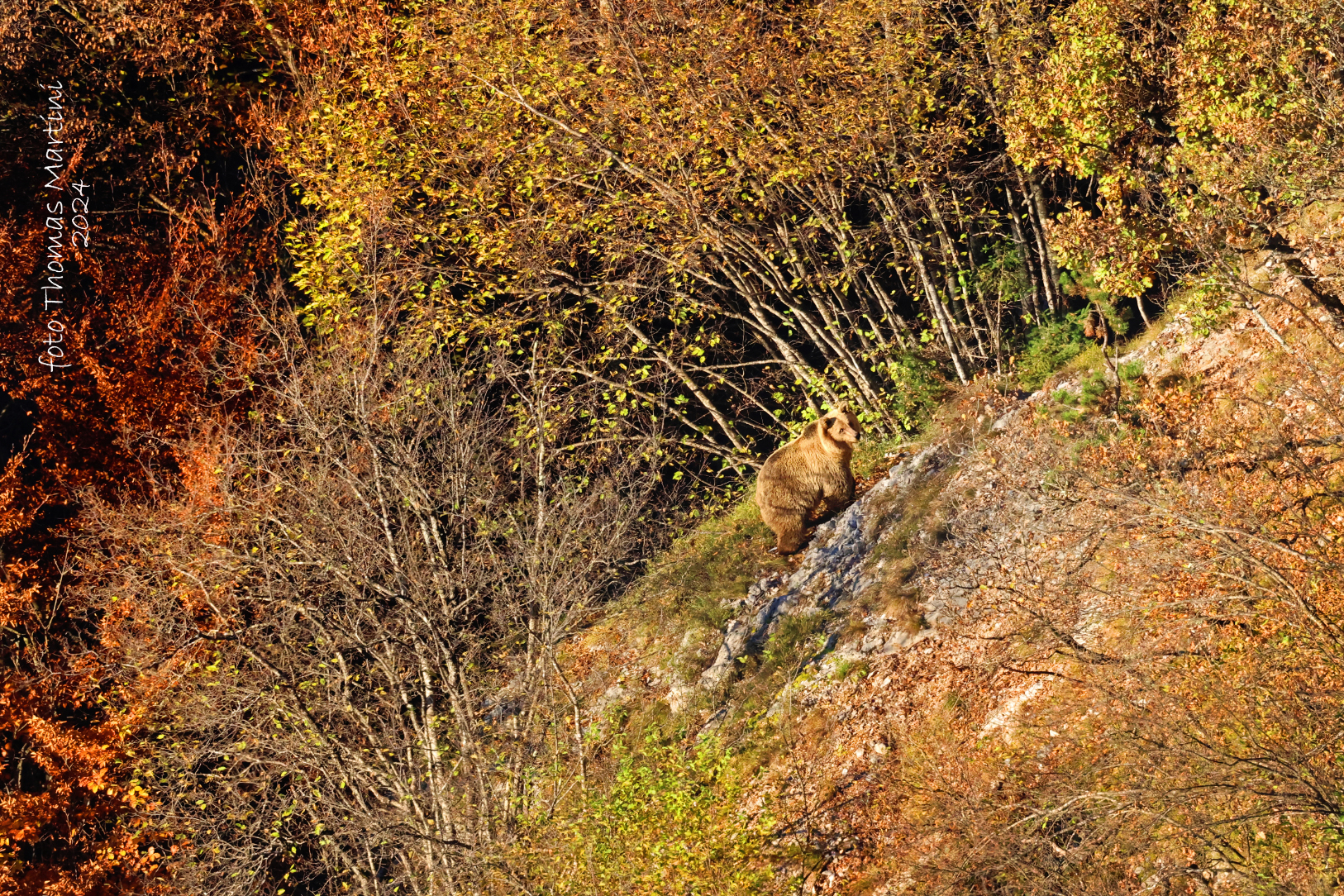 L'orso e il "foliage"