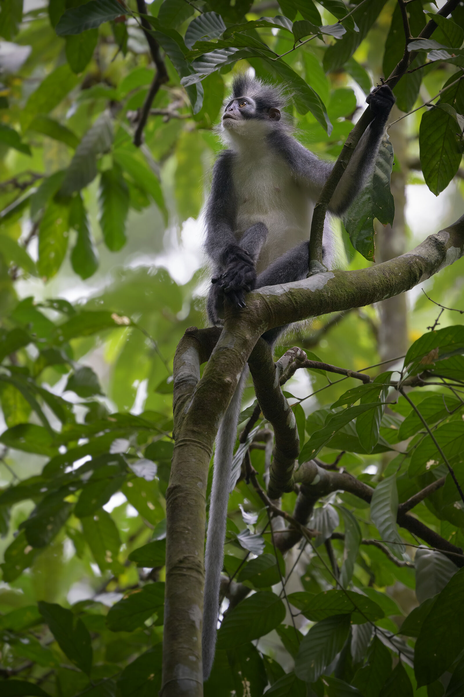 Thomas's Langur