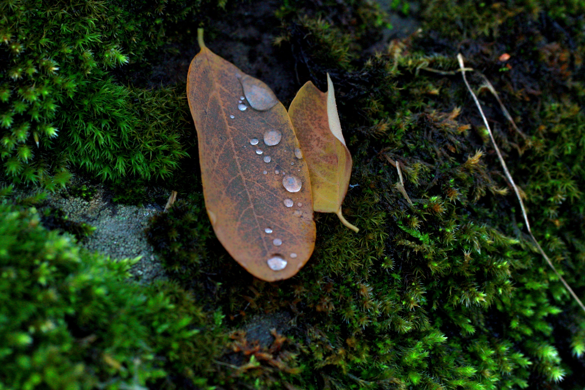 Autunno al lago di Antrona