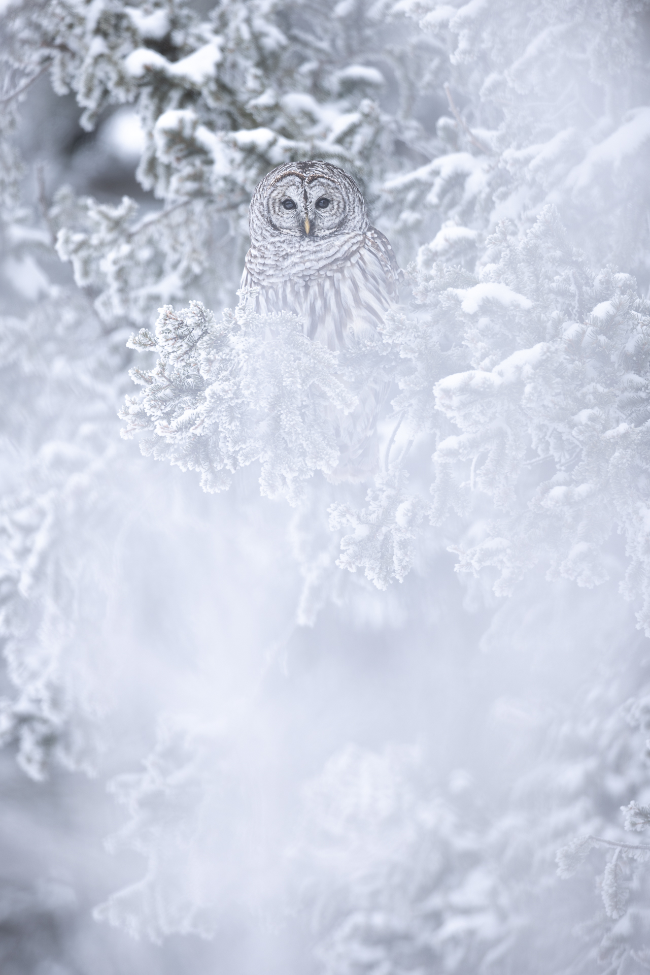 Frozen tawny owl