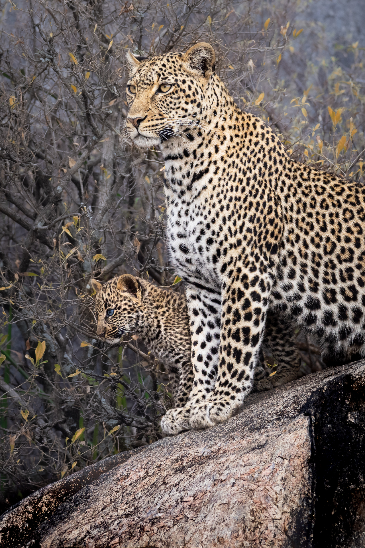 Leopard: mother and cub