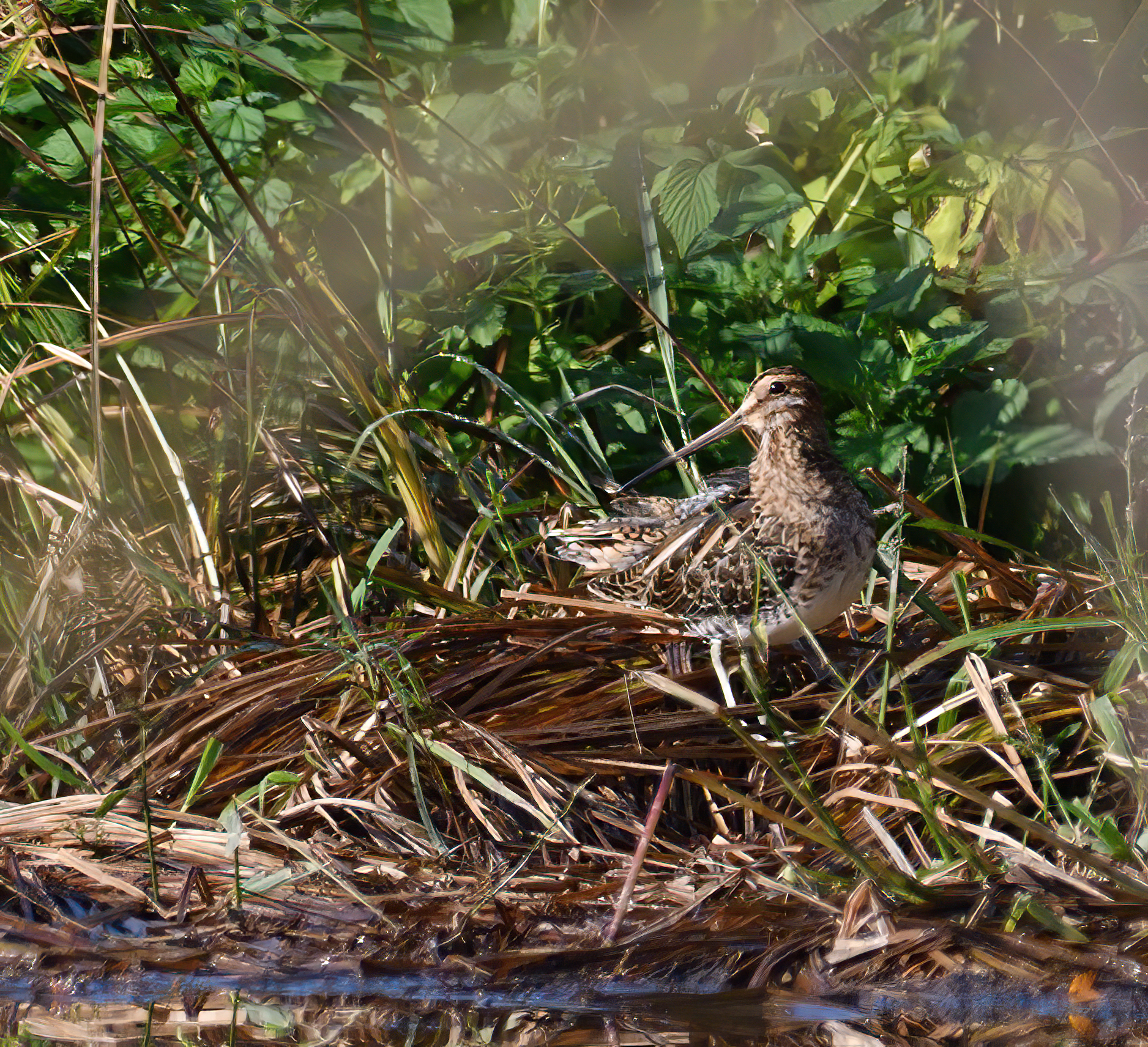 snipe