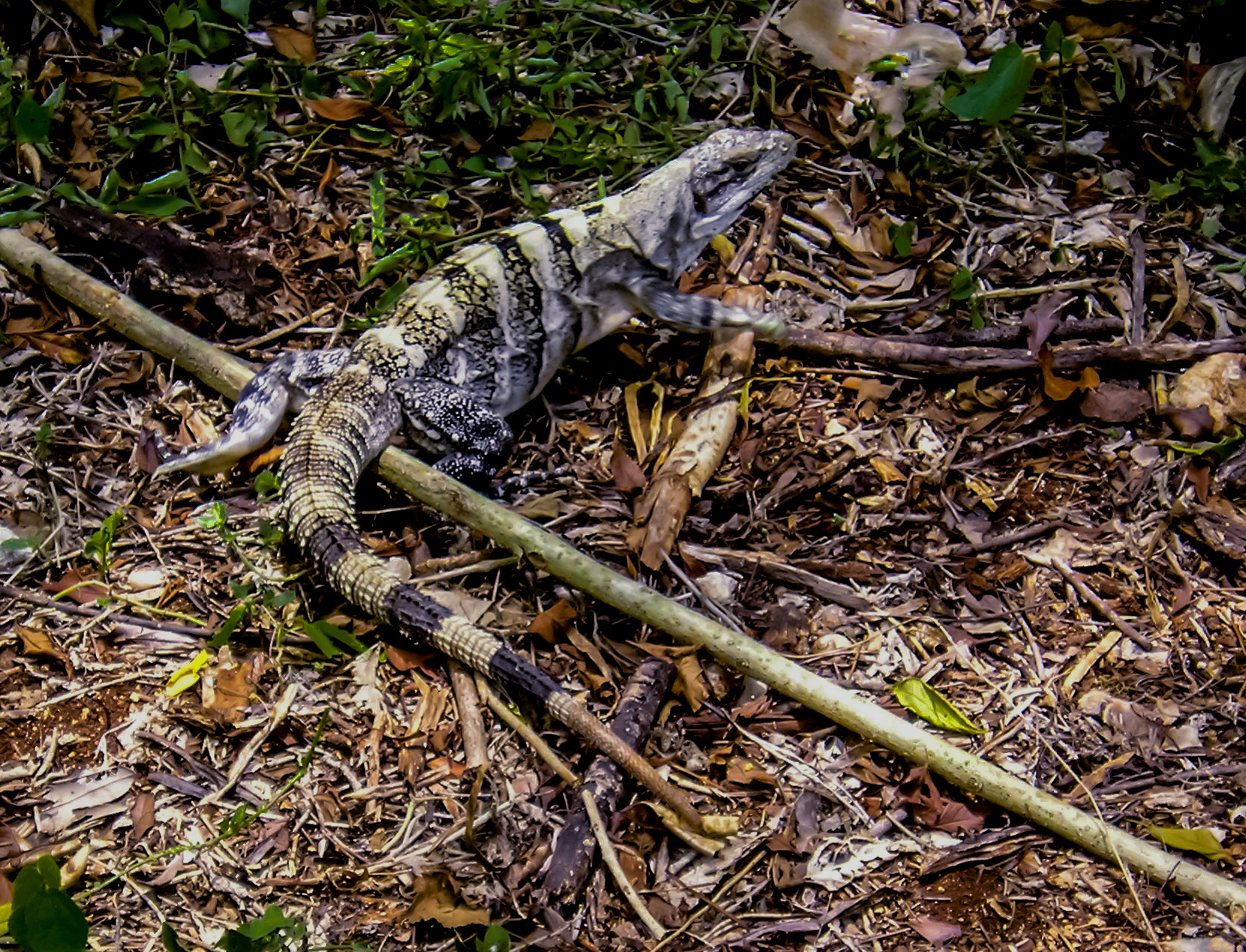 iguana nera del messico, femmina