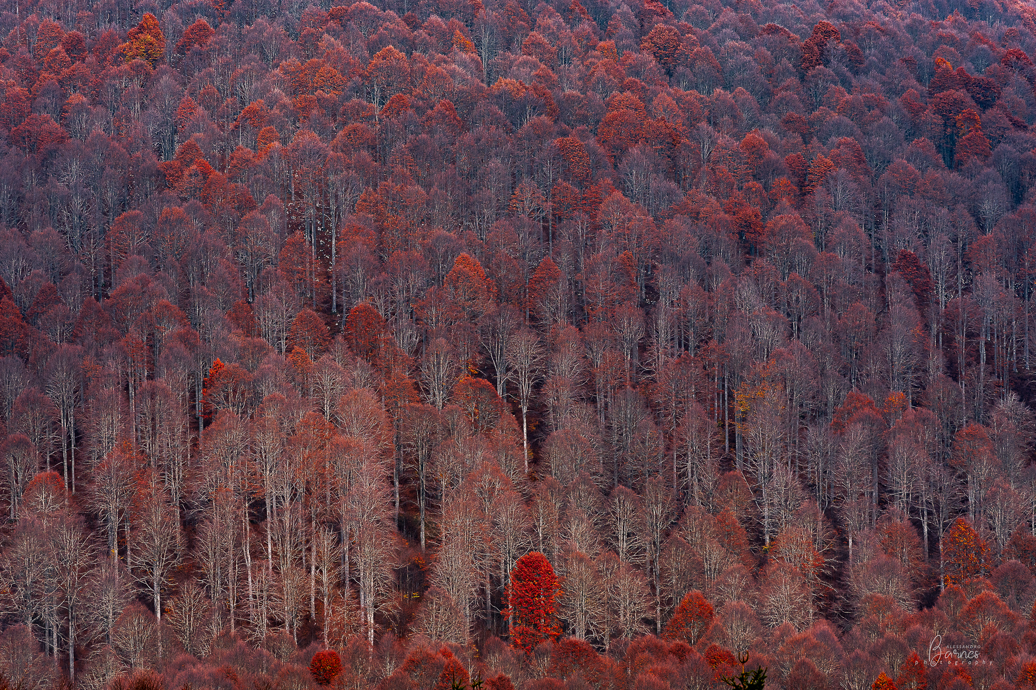 Cansiglio Forest
