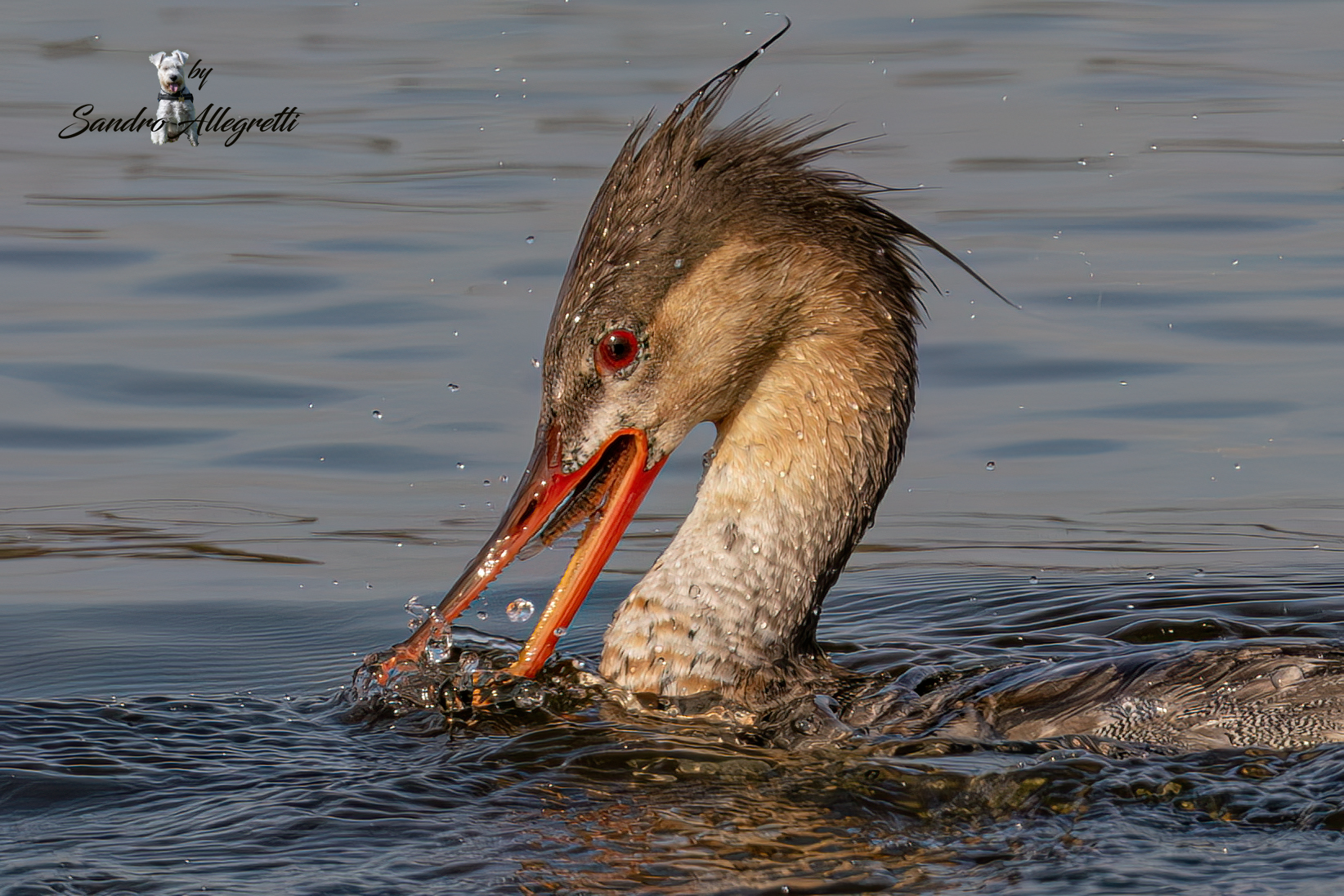 Lo smergo minore (Mergus serrator) ingoia il pesciolino