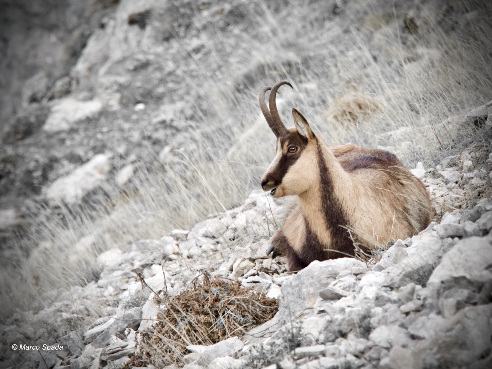 Camoscio d'Abruzzo a riposo. (Pnalm)