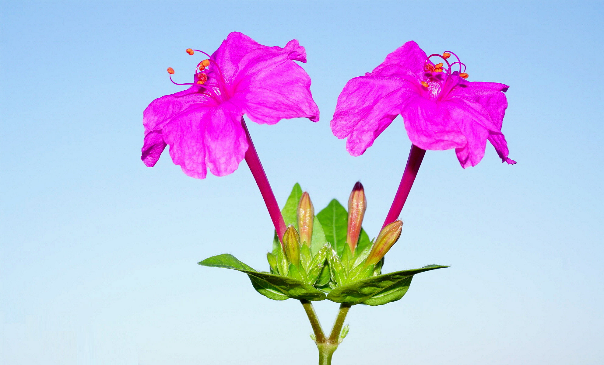 E carine di giorno!!!