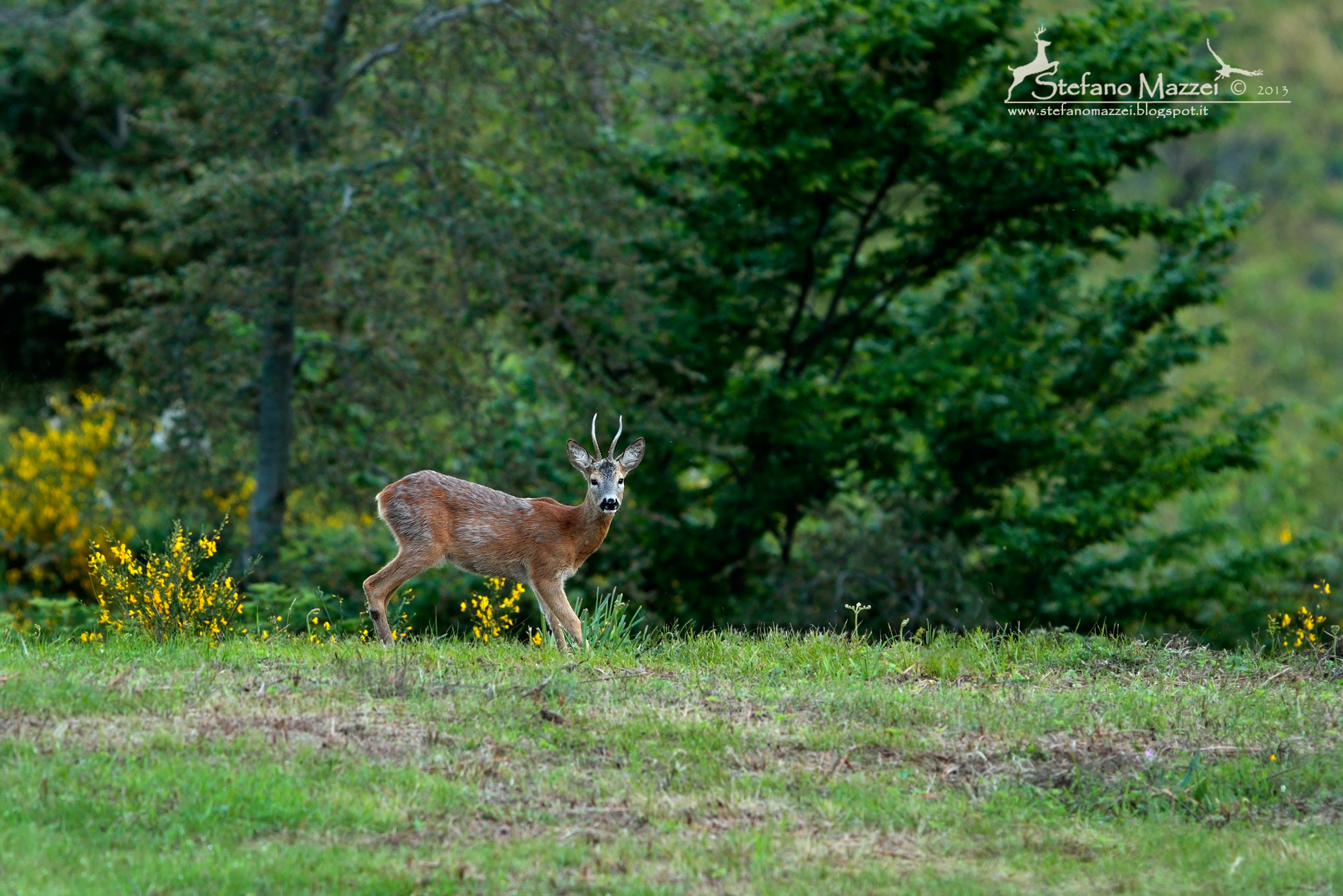 Capriolo maschio in muta