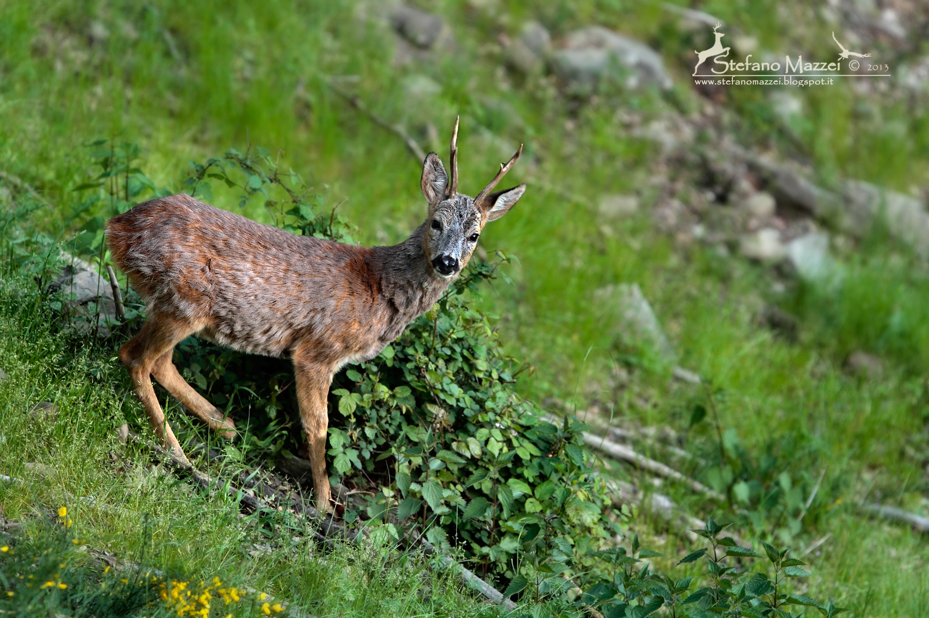 Capriolo maschio in muta