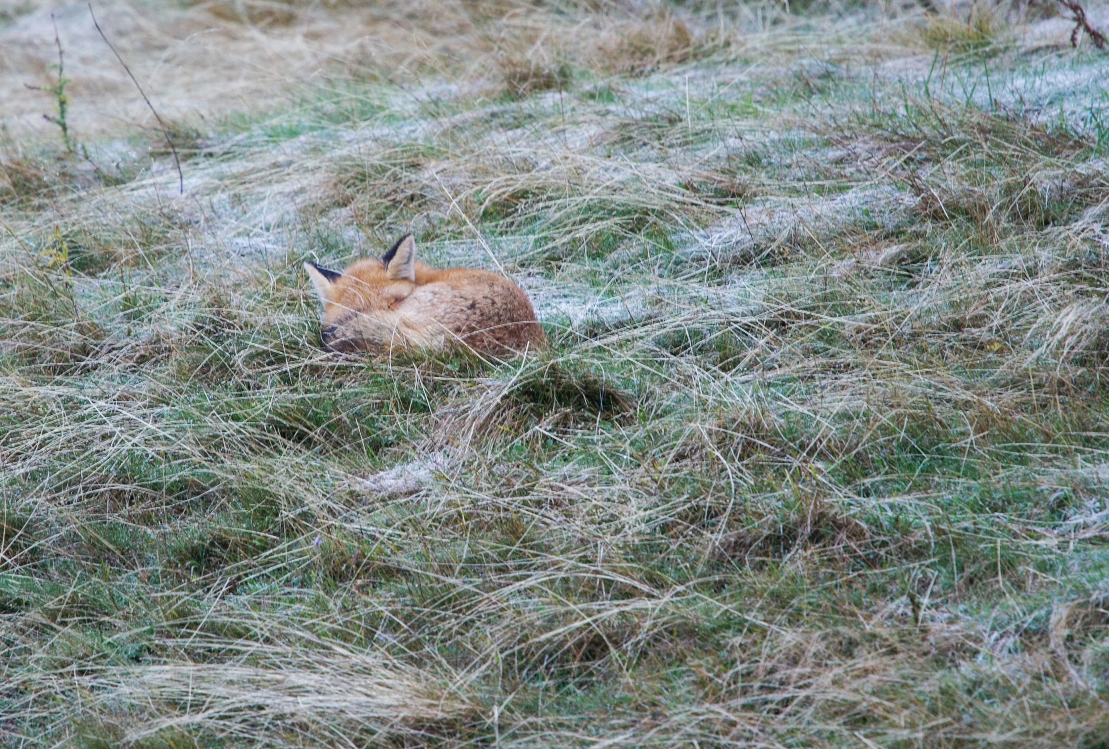 Volpino addormentato nella brina