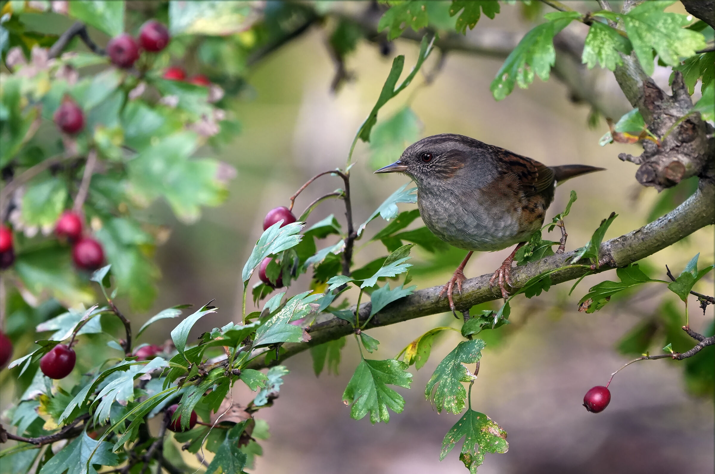 dunnock
