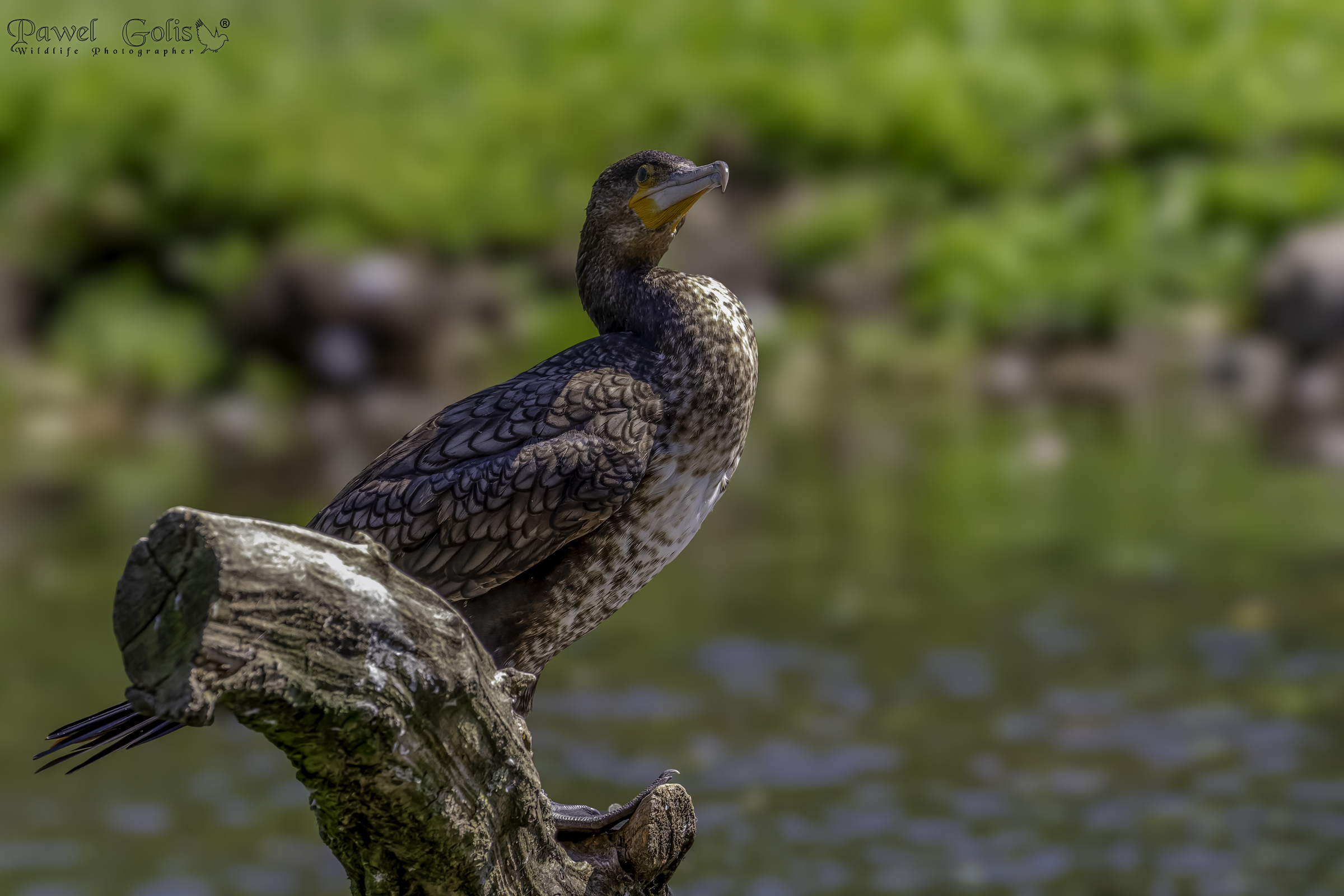 Cormorano maggiore (Phalacrocorax carbo)