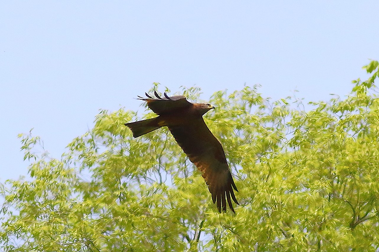 Nibbio bruno 03 maggio 2024 - 8781