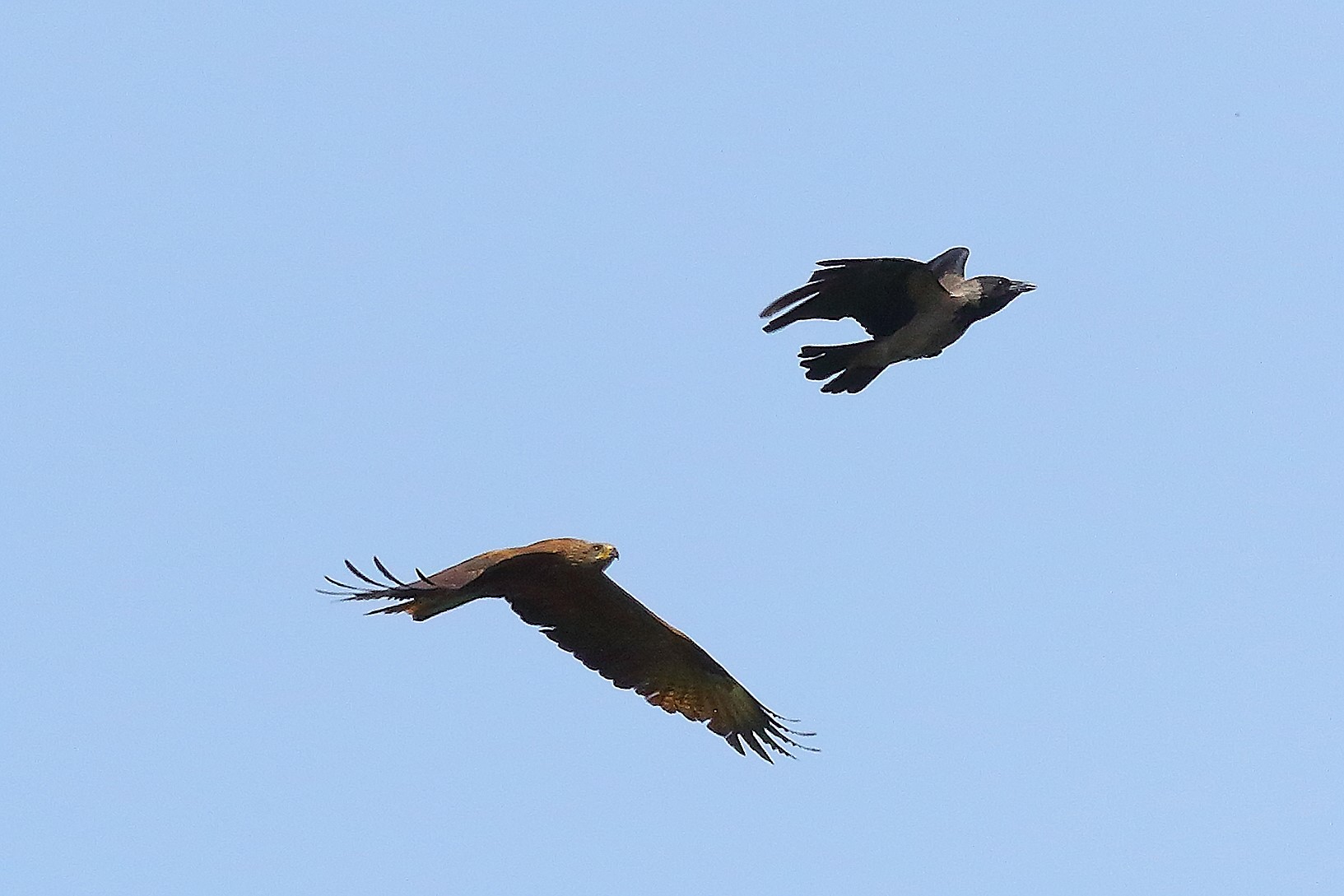 Nibbio bruno 03 maggio 2024 - 8755