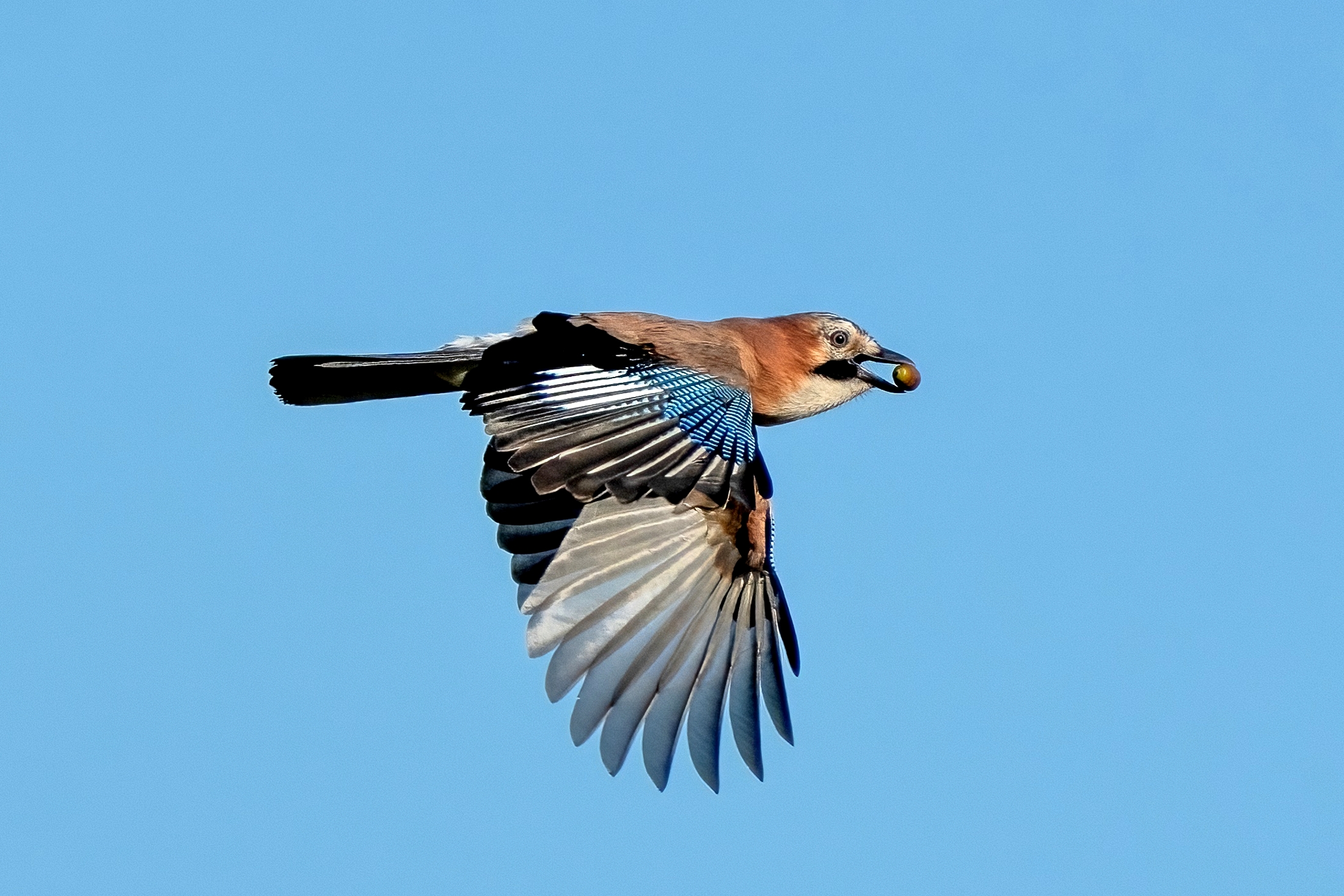 Ghiandaia (Garrulus glandarius)