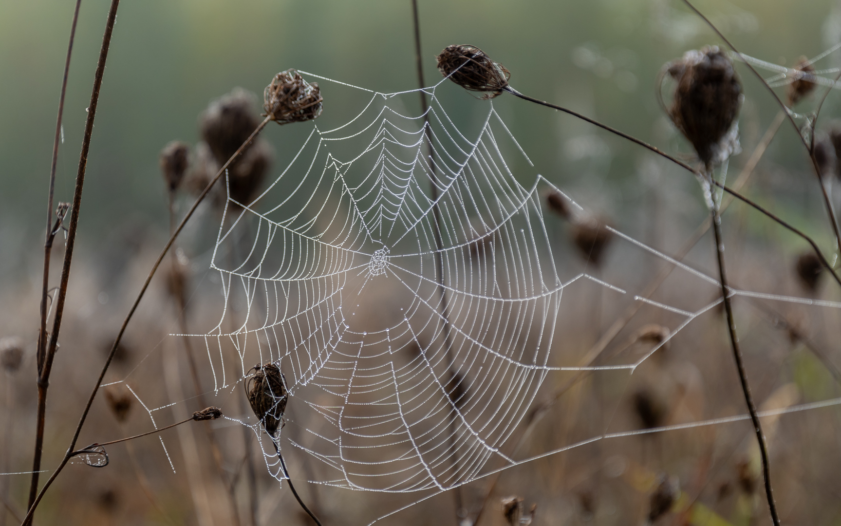 dew