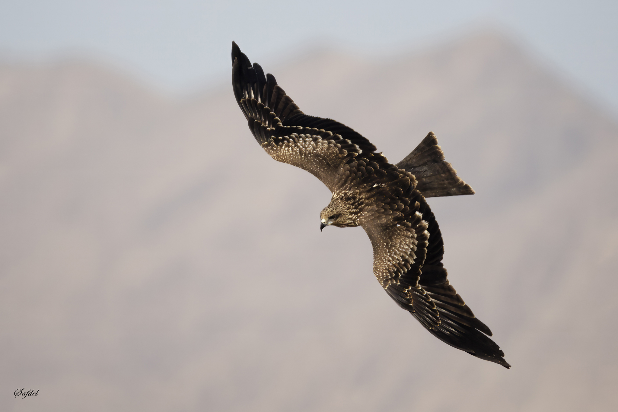 Black Kite