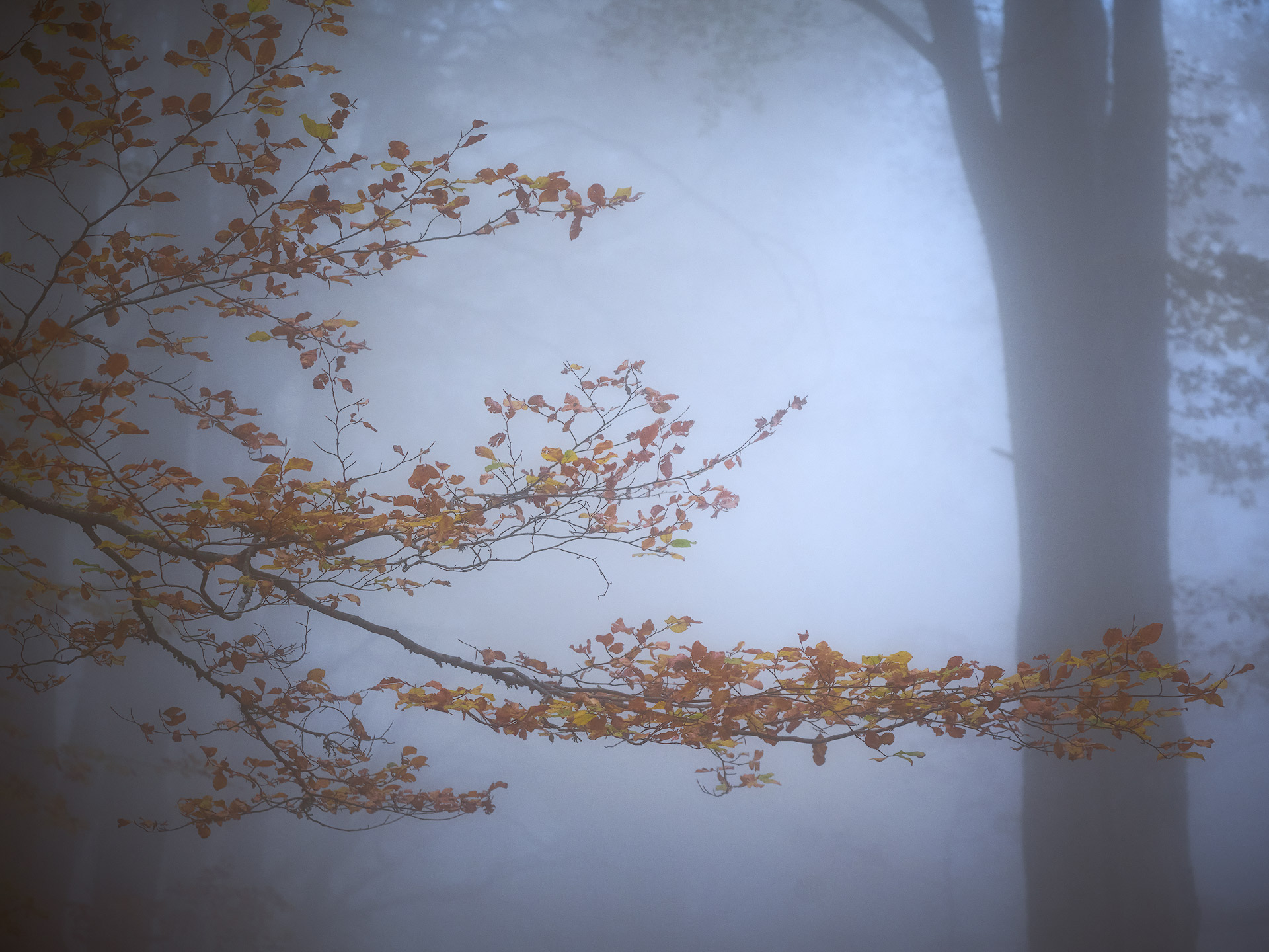 Lascia che io pianga