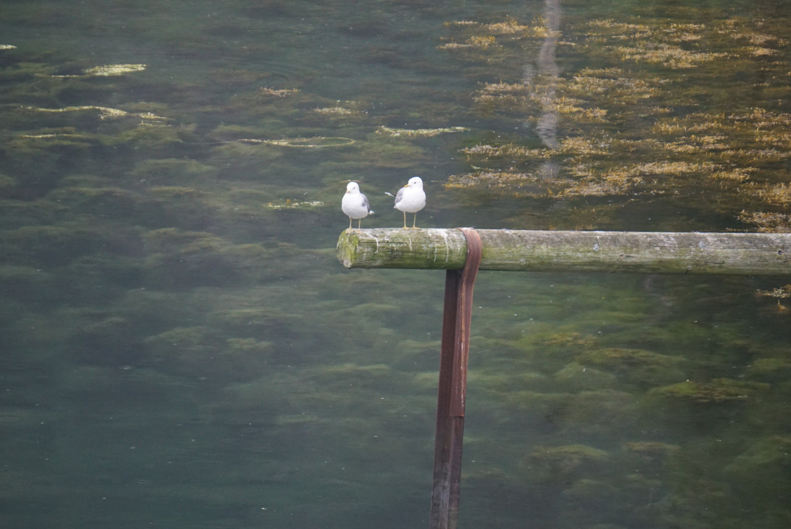 Animali nel fiordo