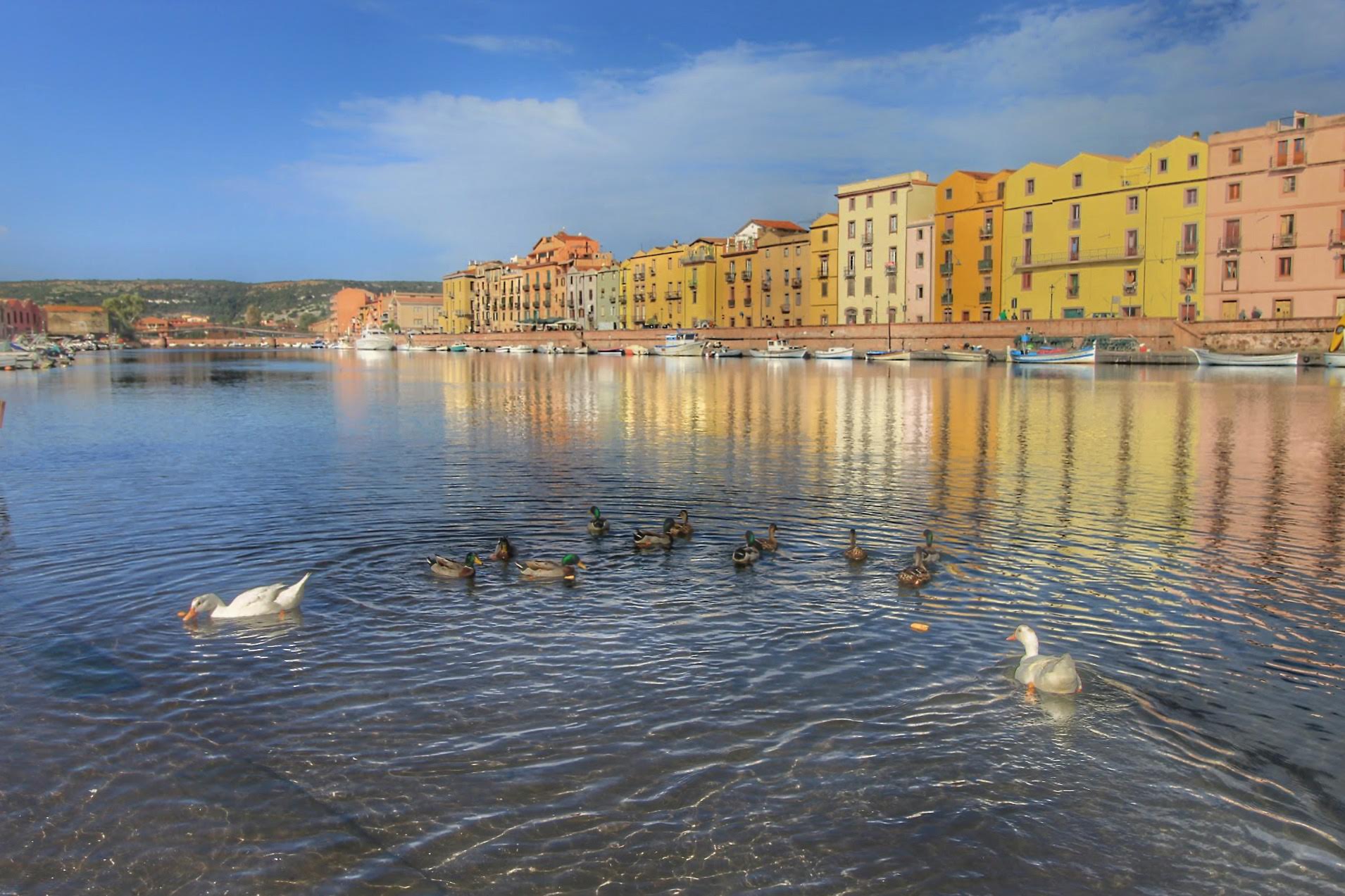 Panorama and ducks