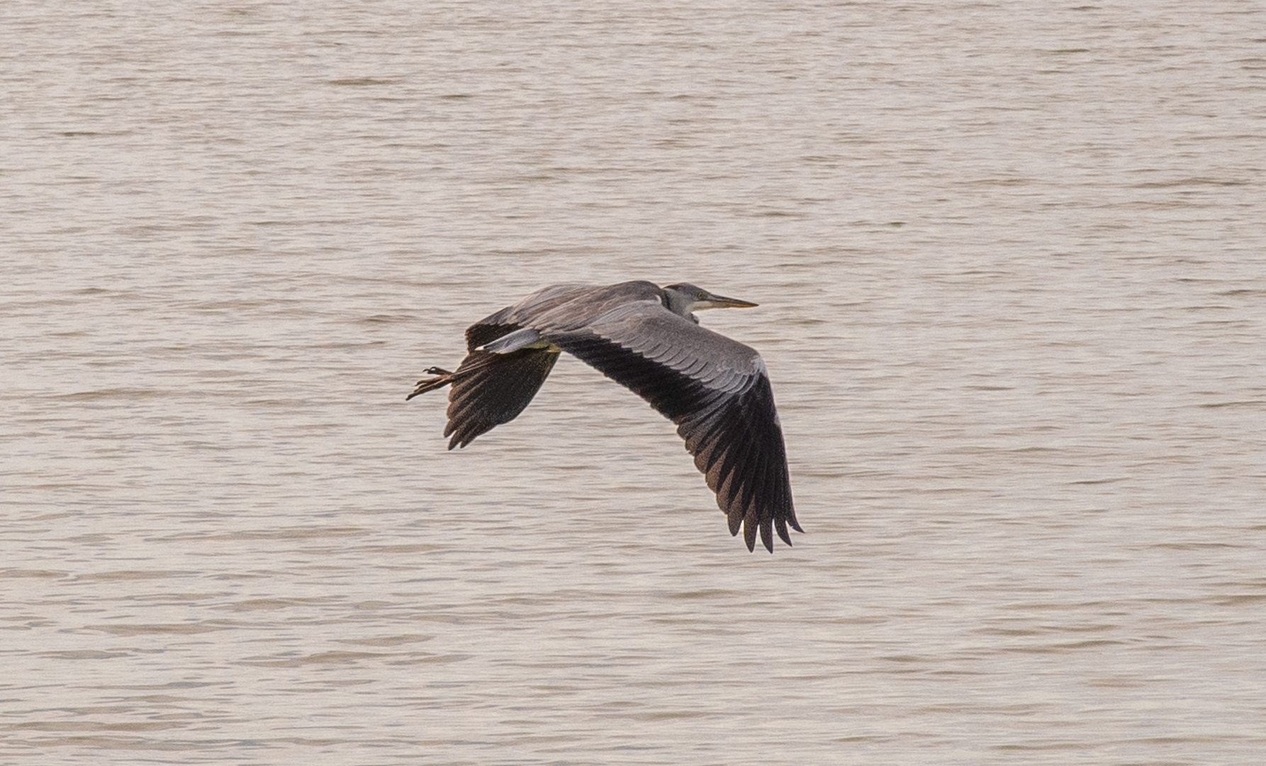 heron