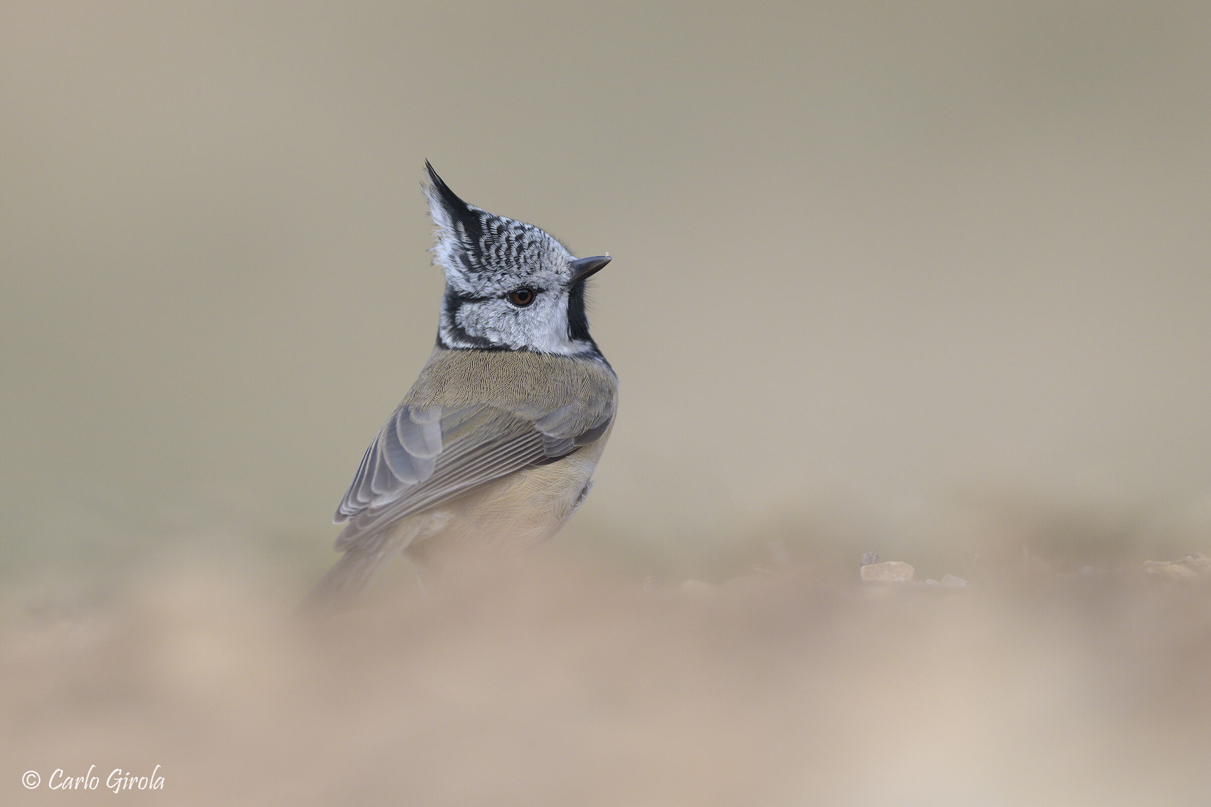 Tufted (Lophophanes cristatus)