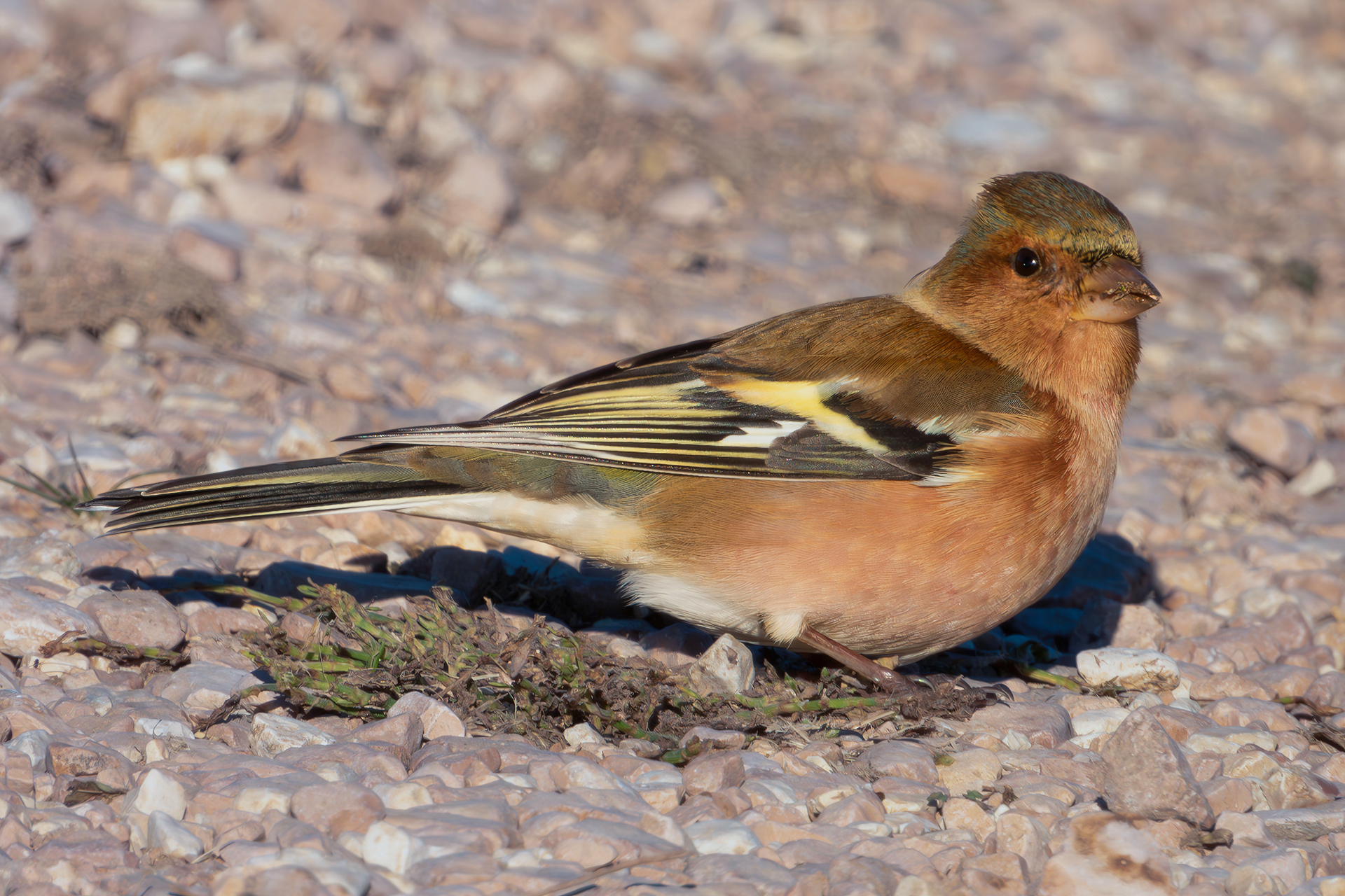 Chaffinch