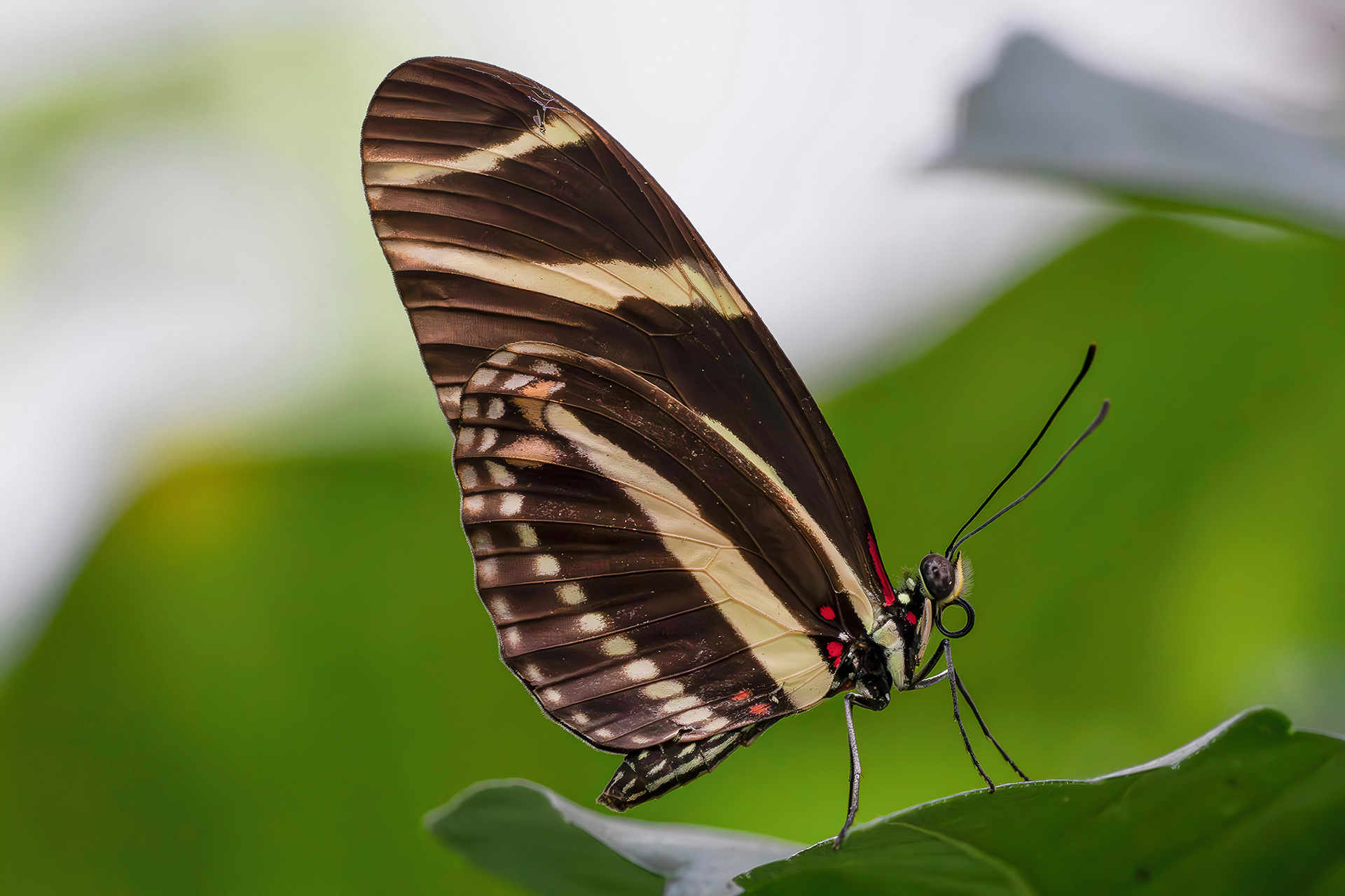Heliconius charithonia