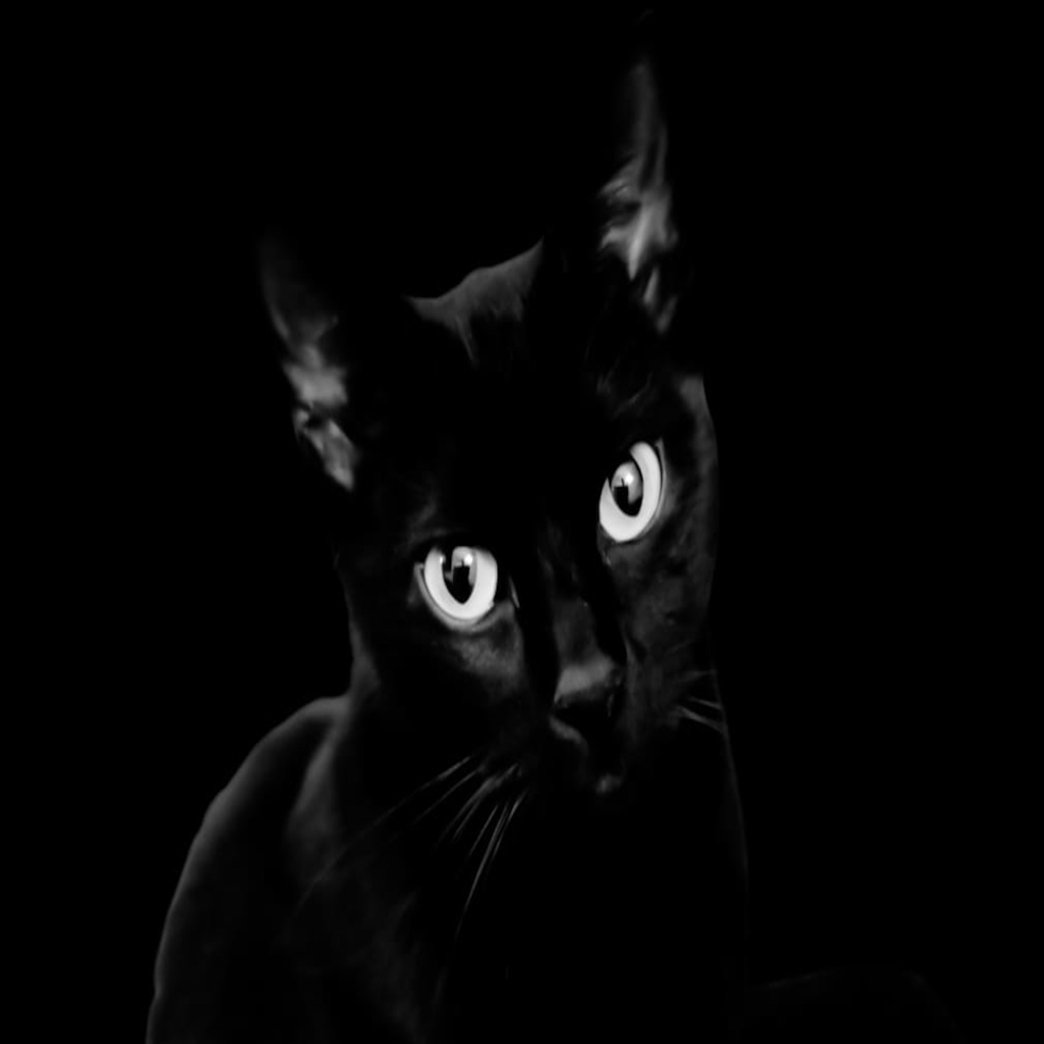 Black cat