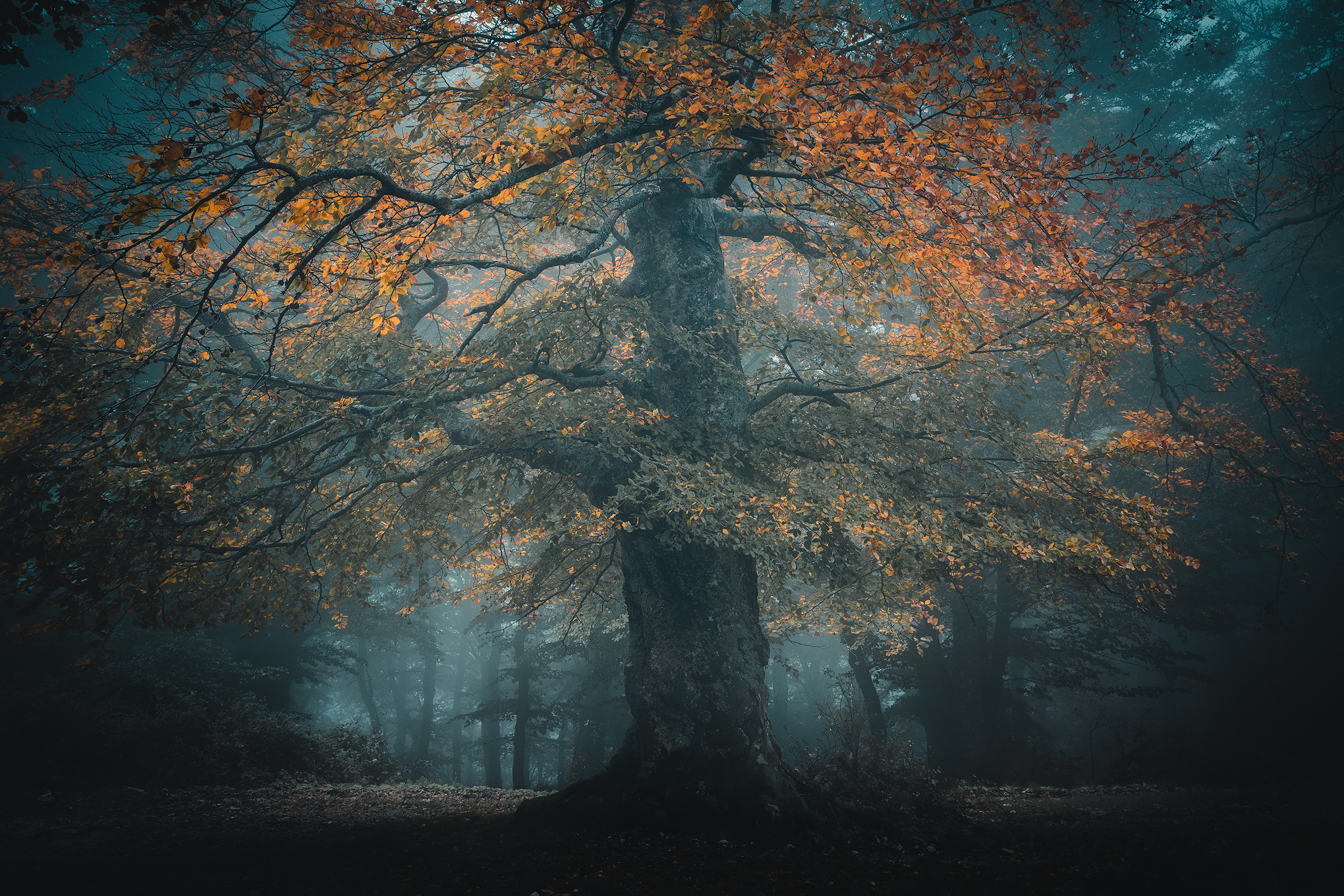 Canfaito fog_5