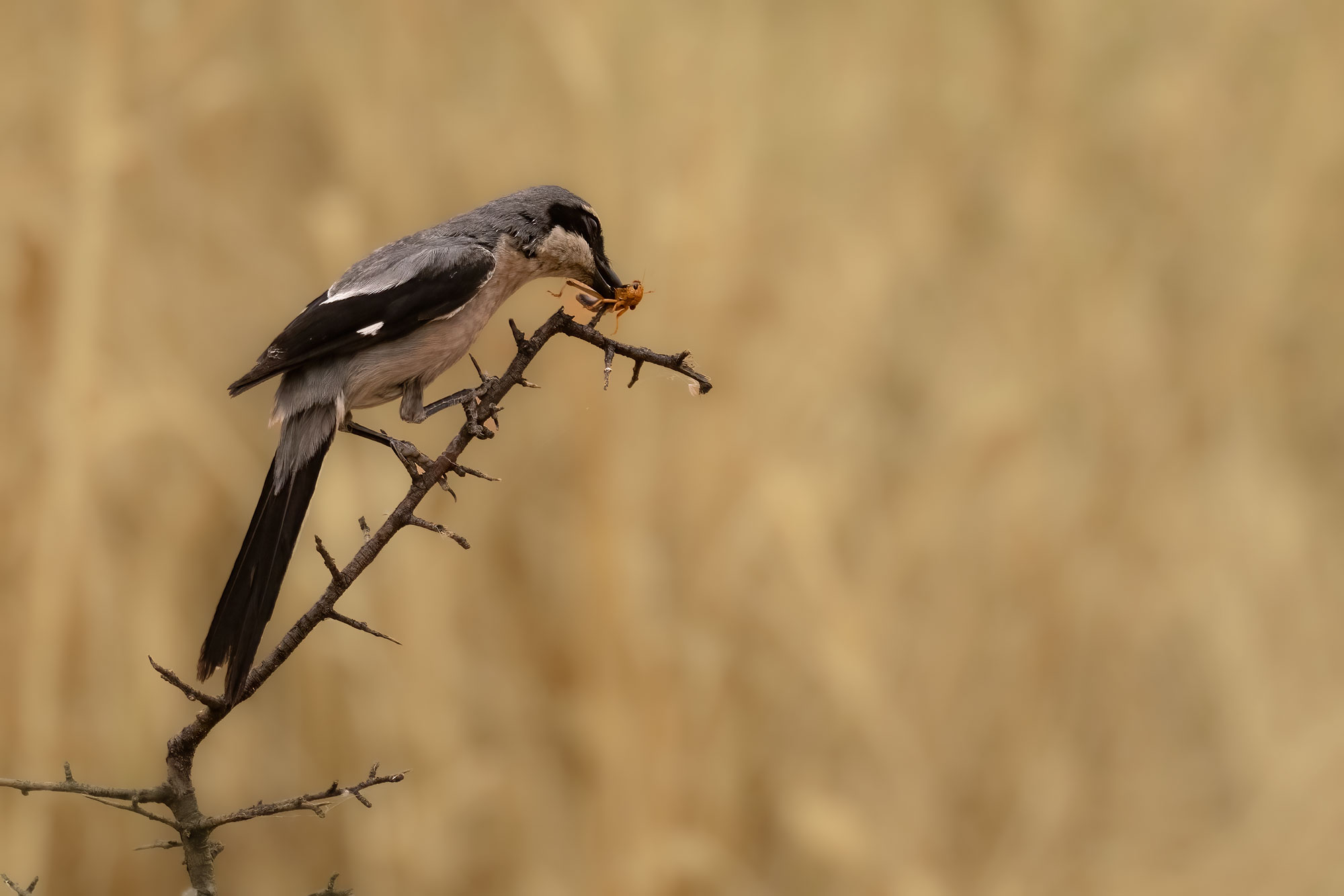 Southern Shrike