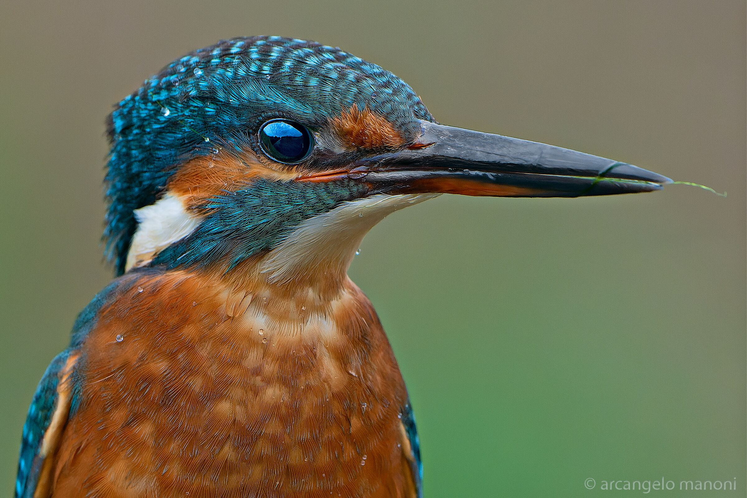 Primo piano alla martina