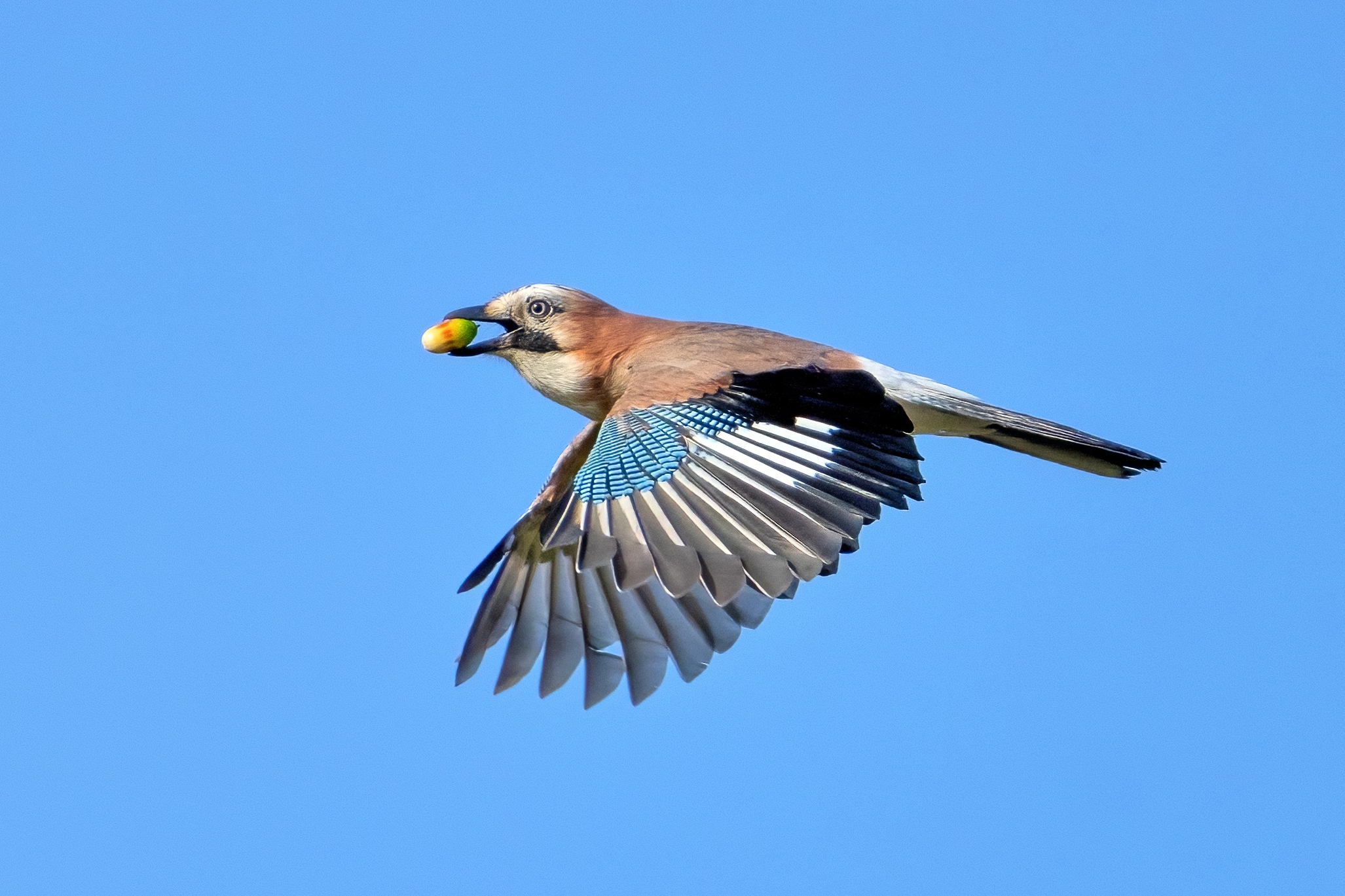 Ghiandaia (Garrulus glandarius)