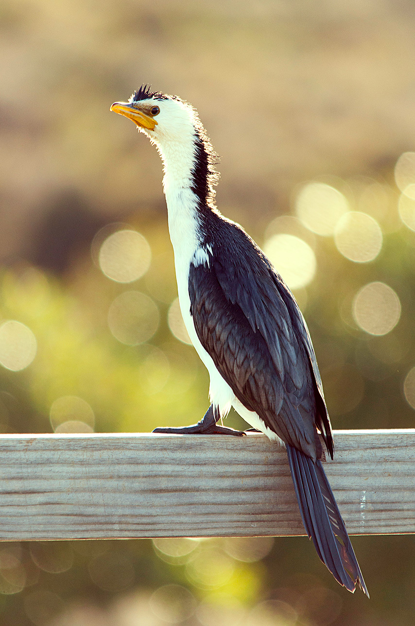 Cormorant Juventus