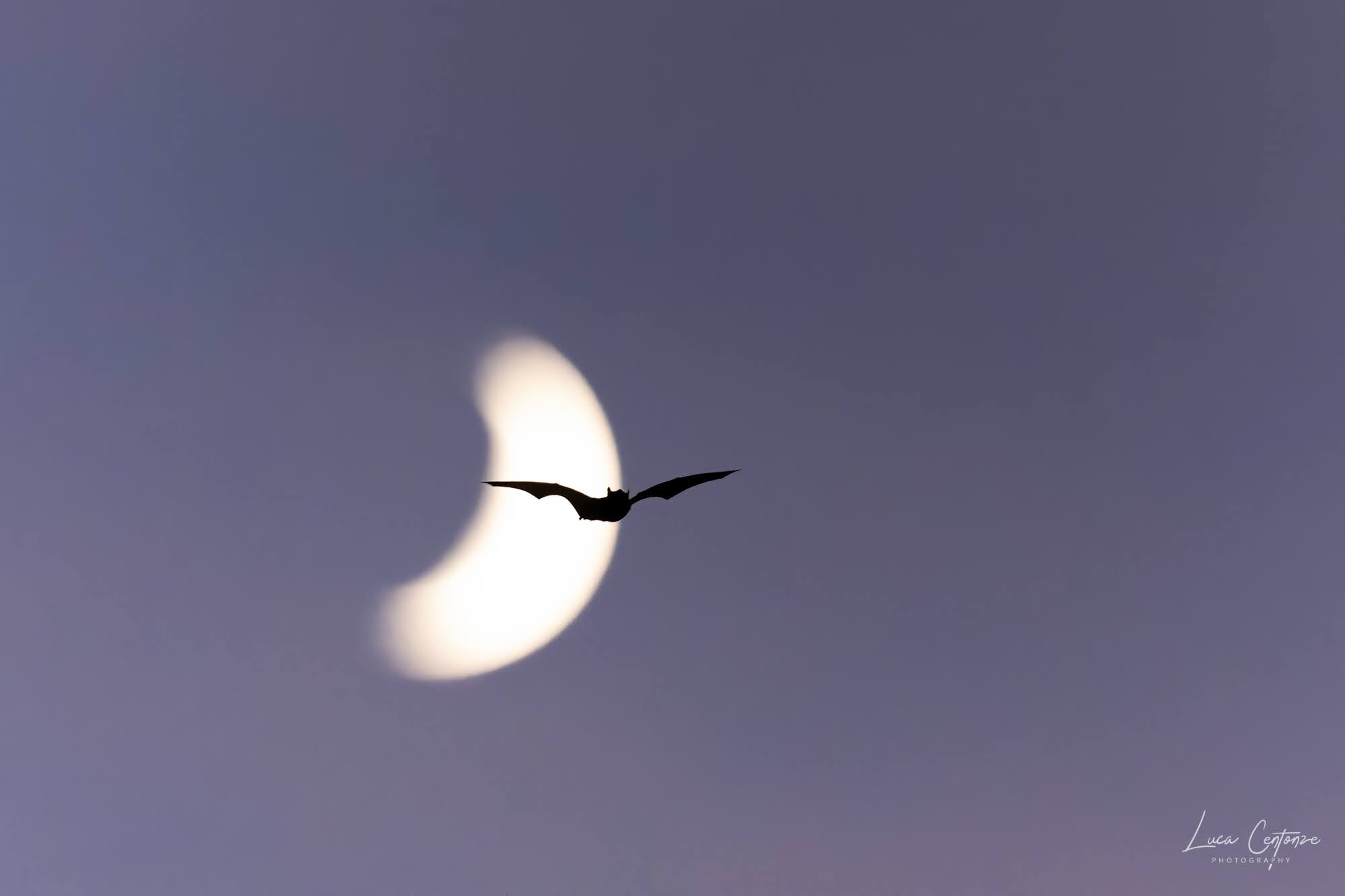 Ombre nella notte