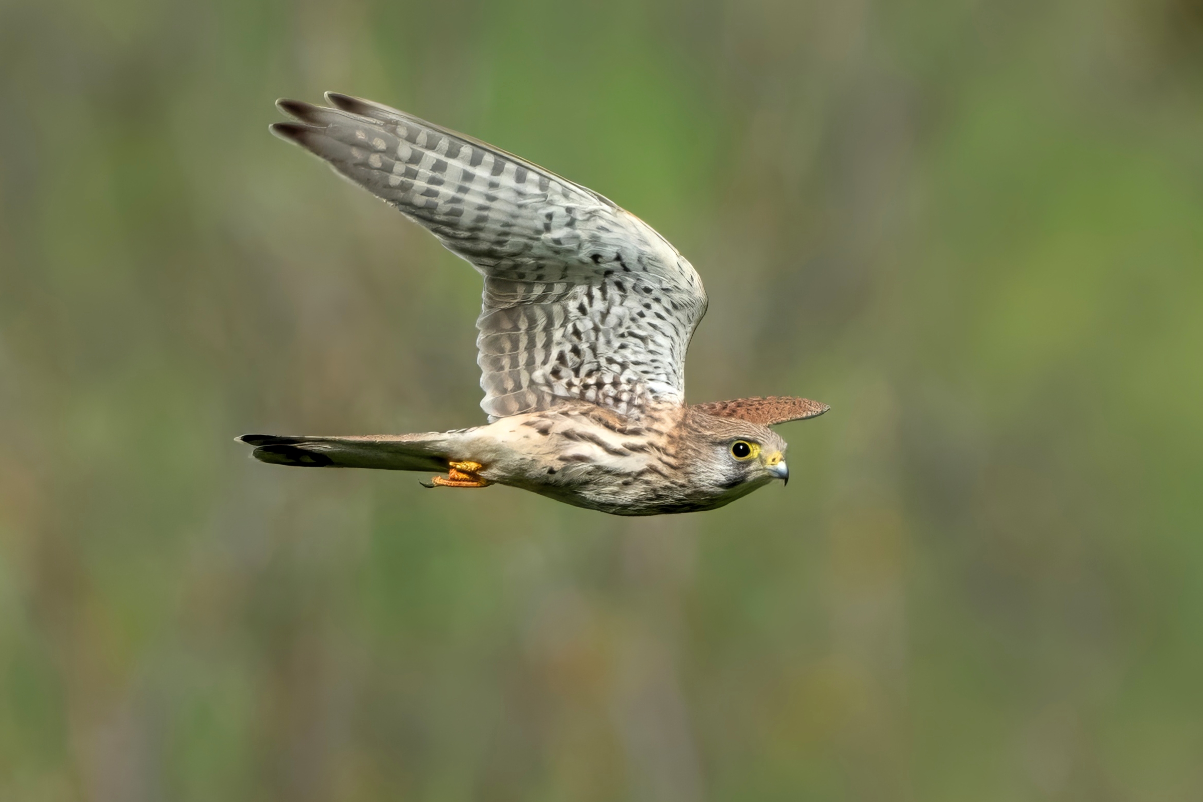 Gheppio (Falco tinnunculus)