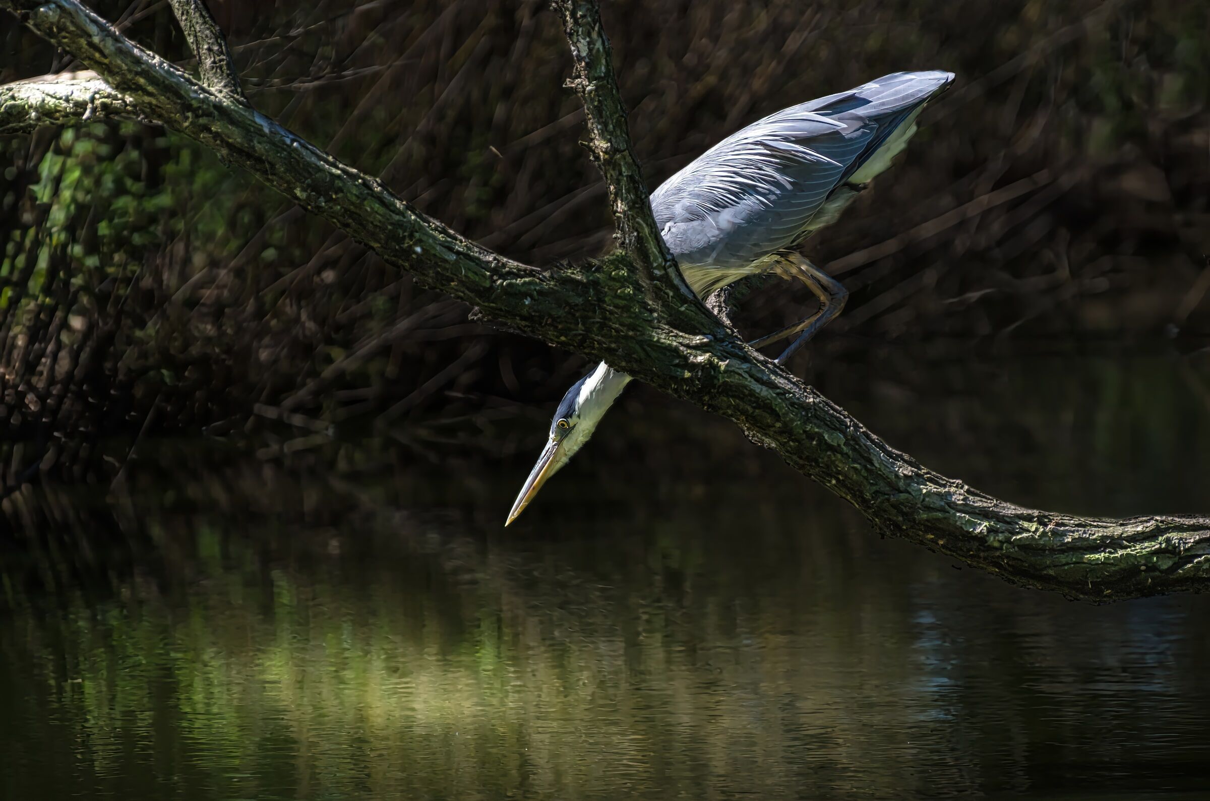 Grey heron... lurking.