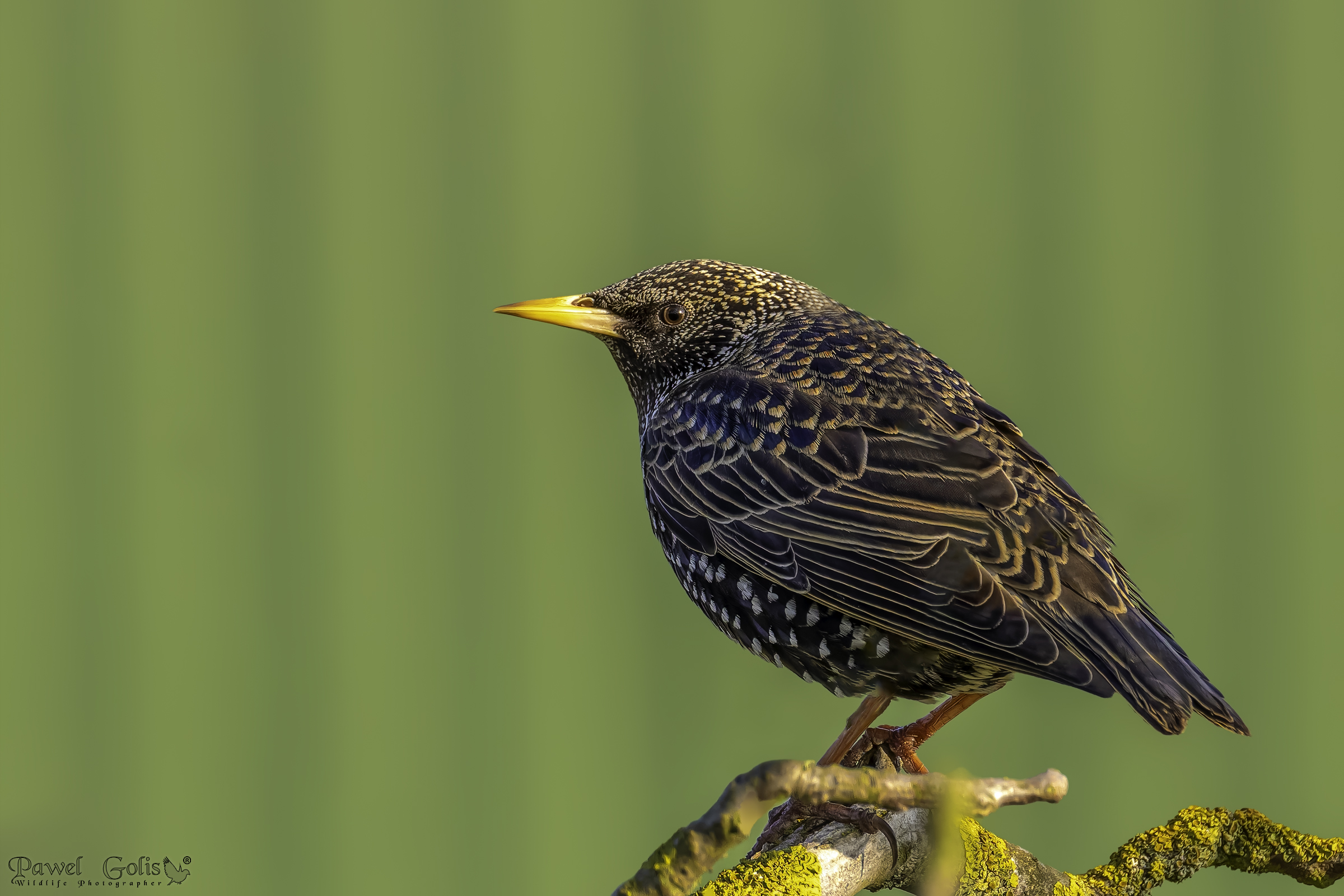 Common starling (Sturnus vulgaris)