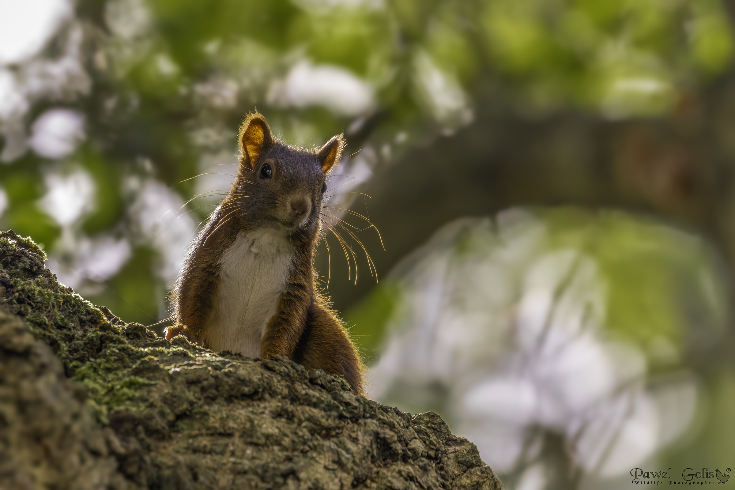 Scoiattolo rosso eurasiatico (Sciurus vulgaris)