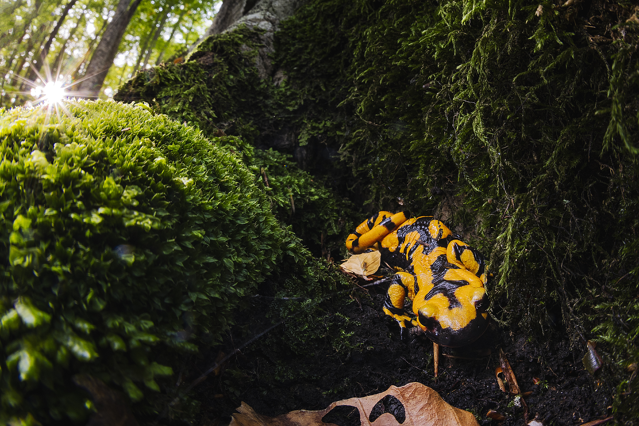 Salamandra pezzata 2