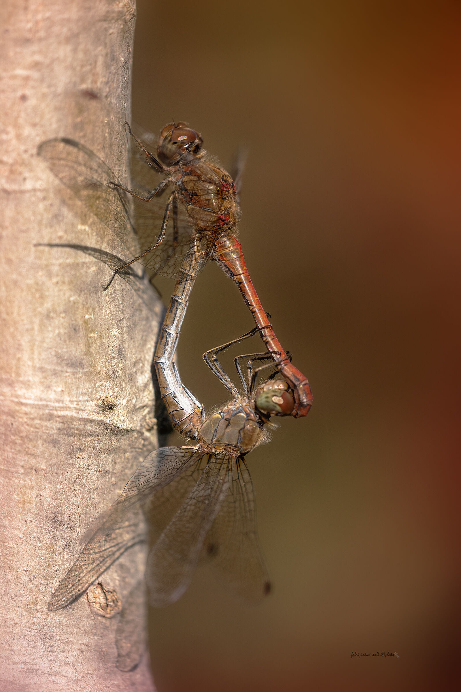 Sympetrum striolatum - mating