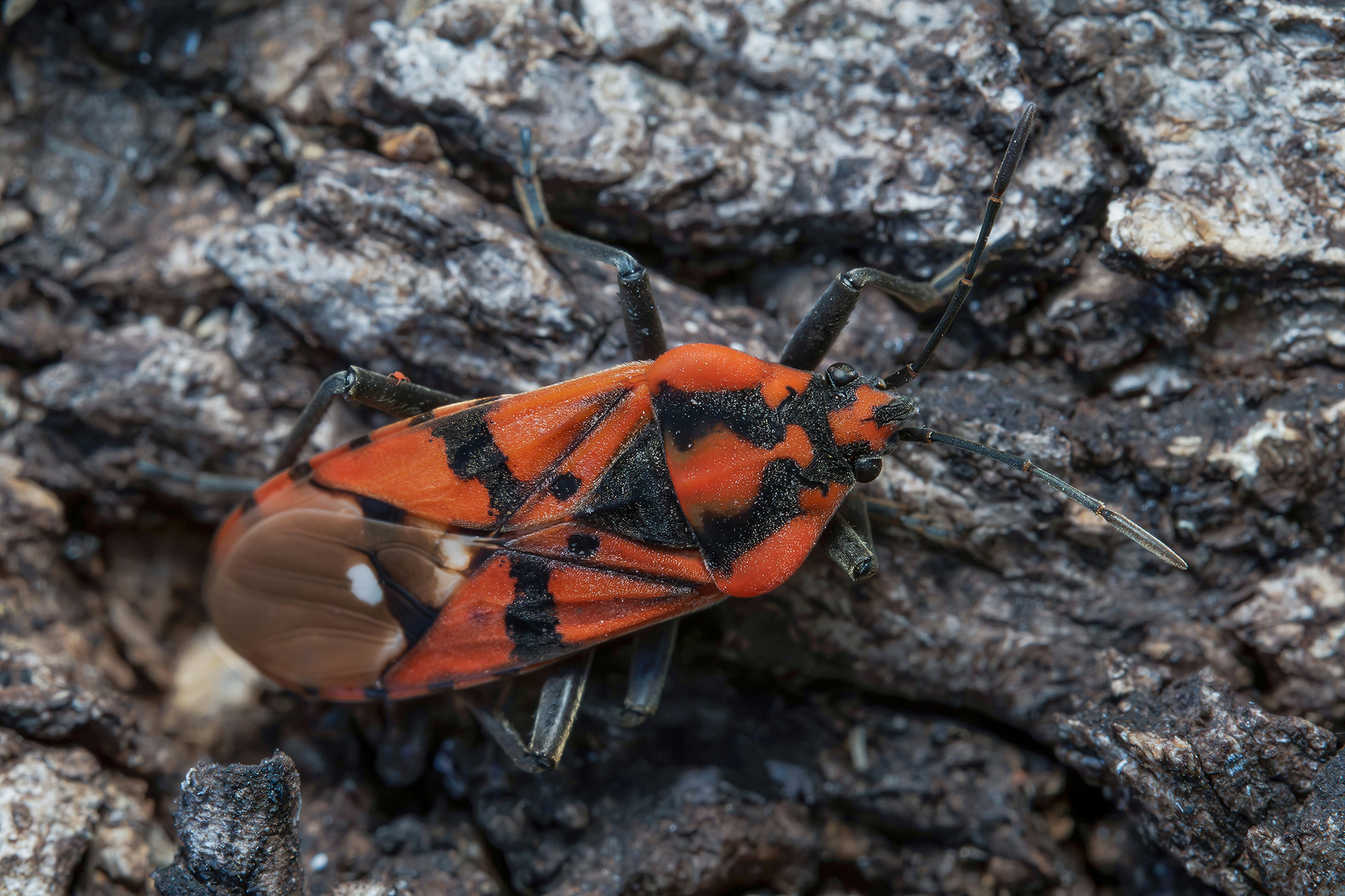 Spilostethus pandurus