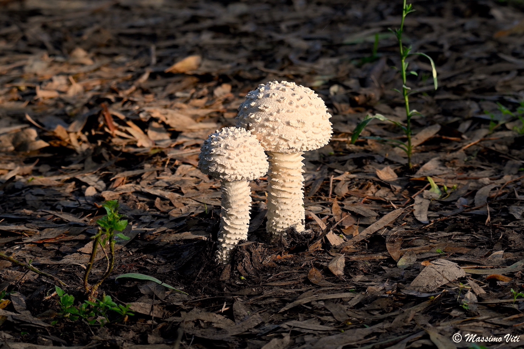 Amanita vittadinii