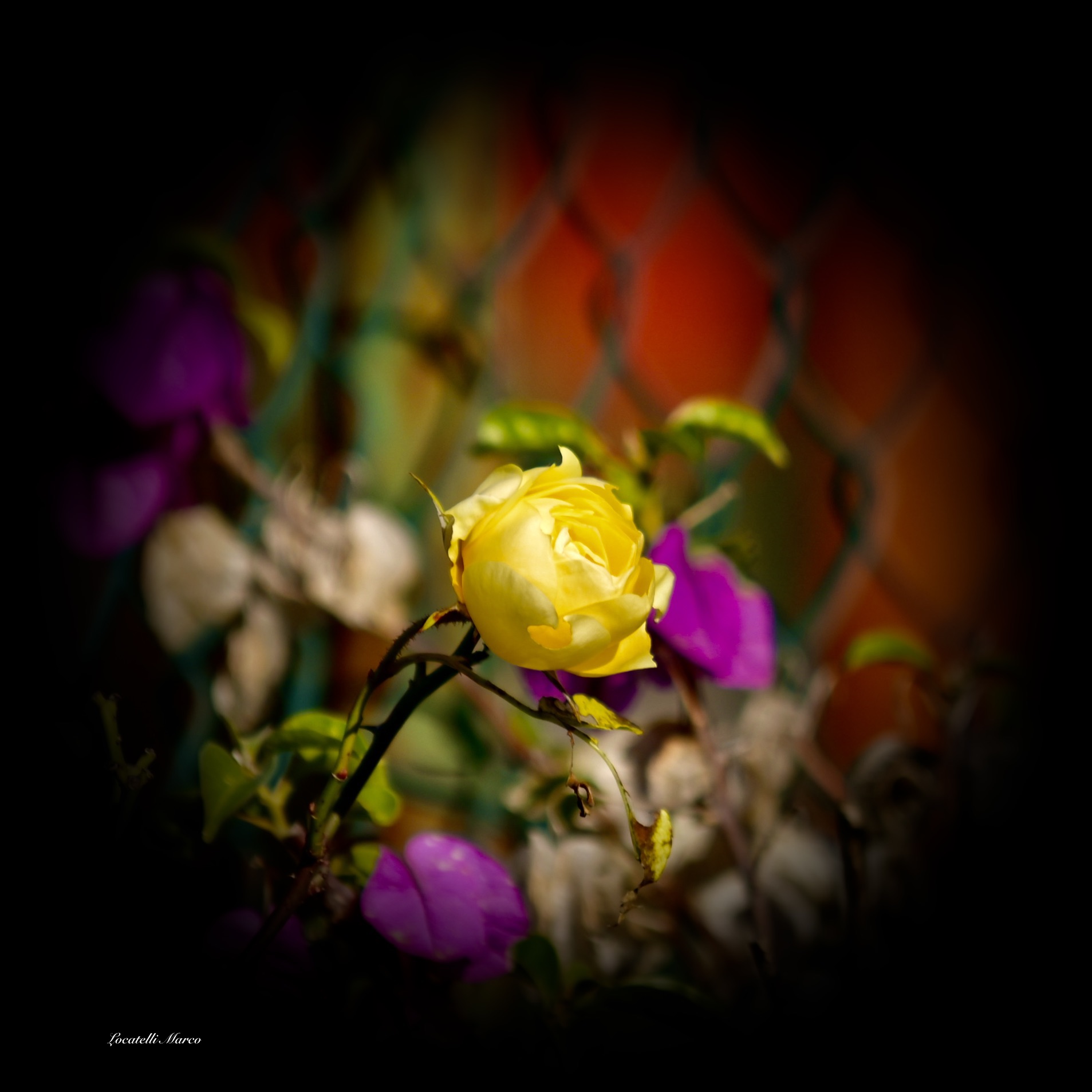 Rose