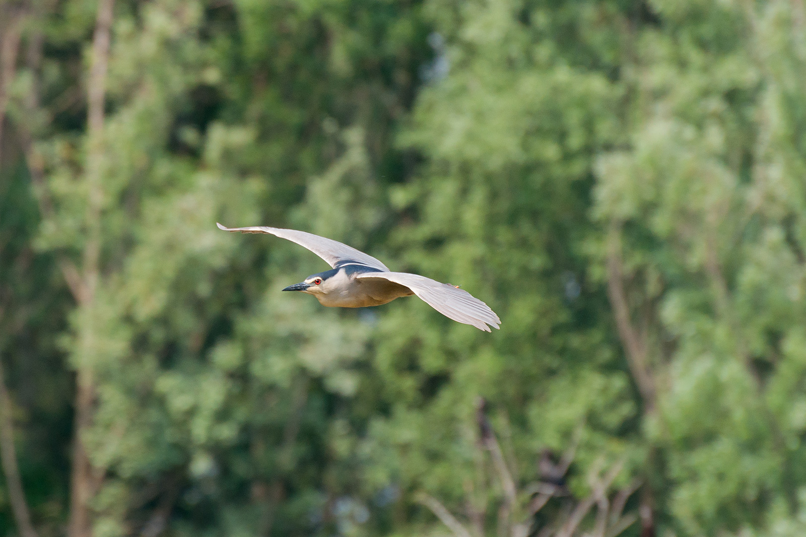 Night Heron in flight