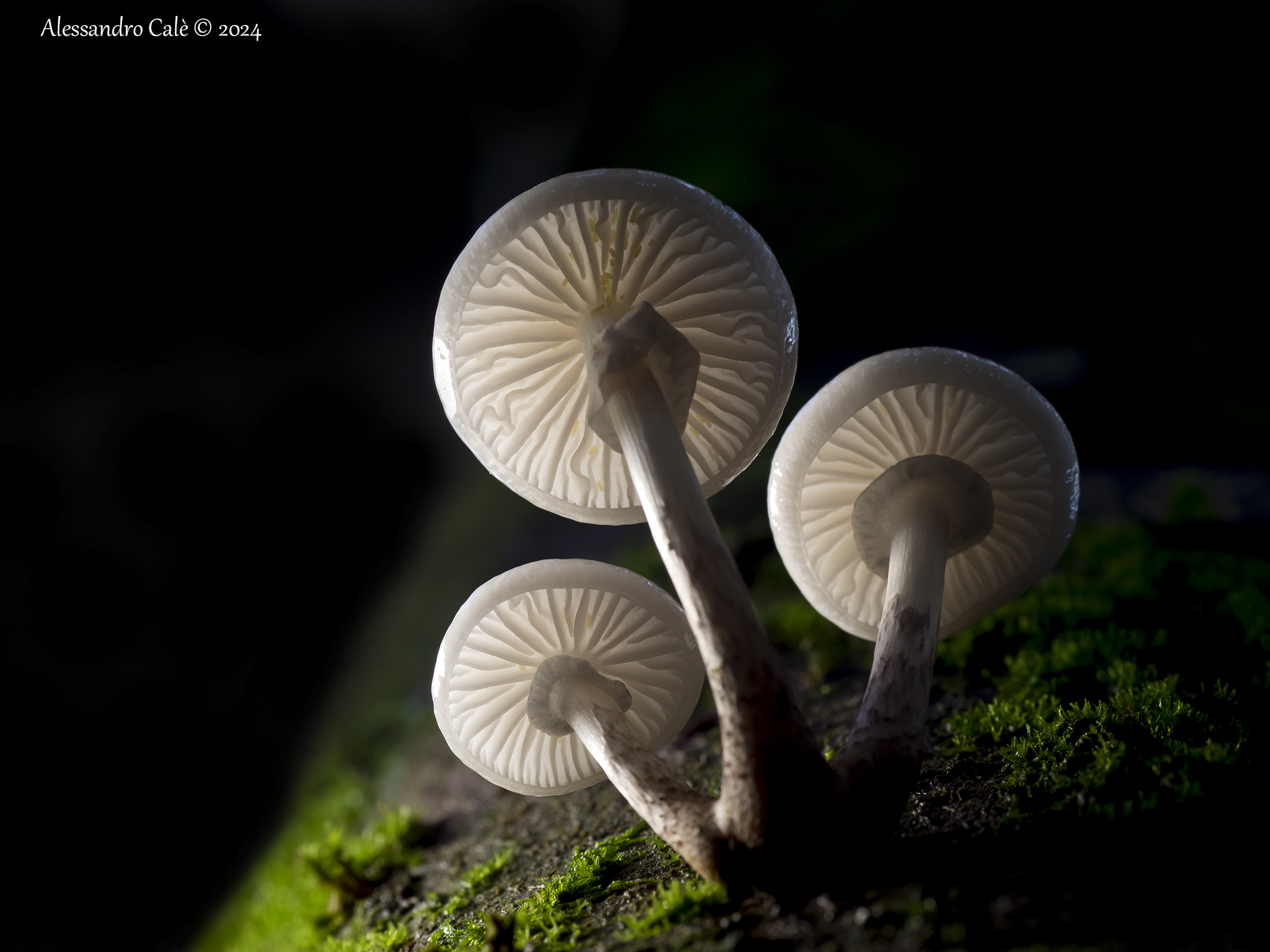 Oudemansiella mucida 6509