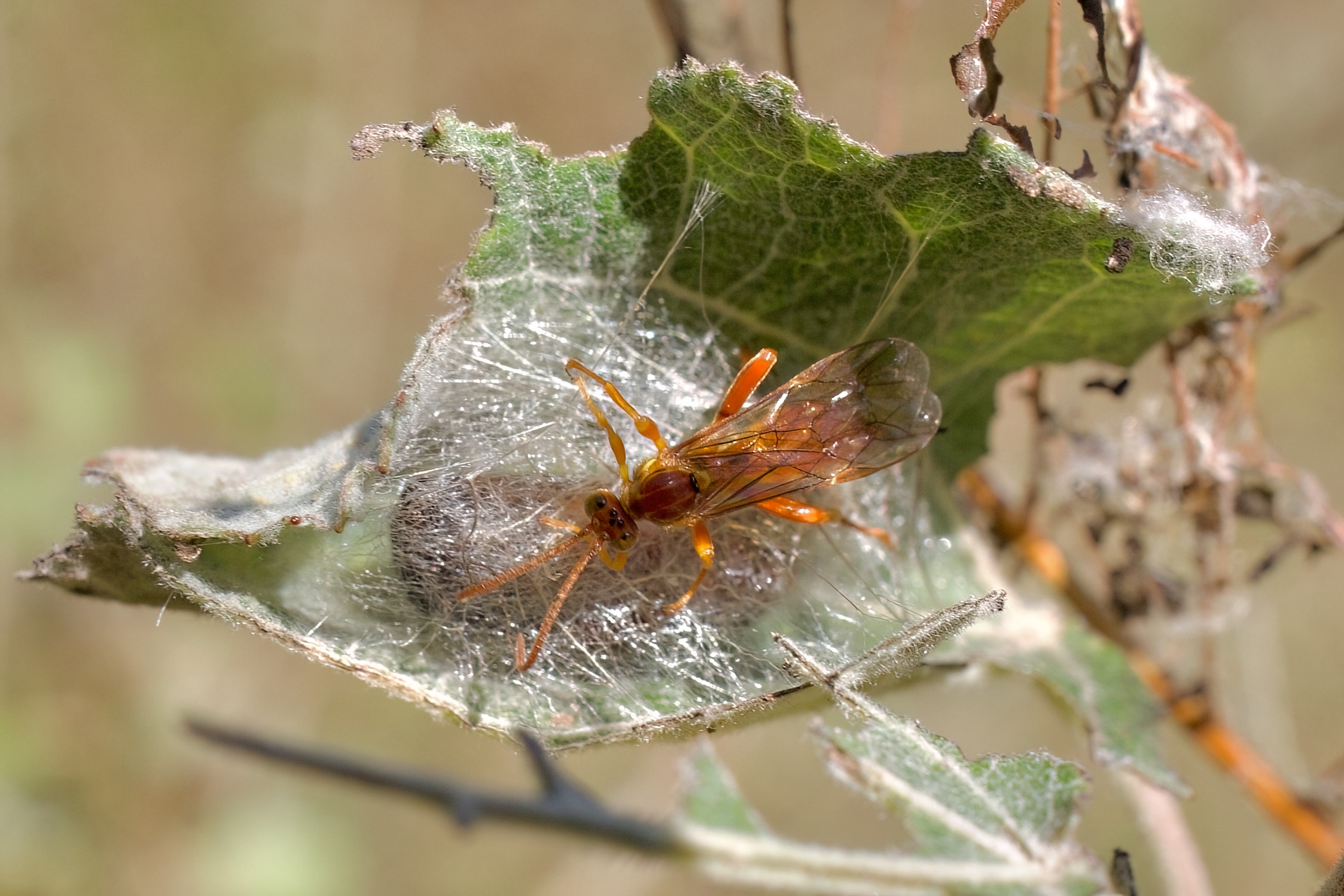 Una vespa contro il flagello